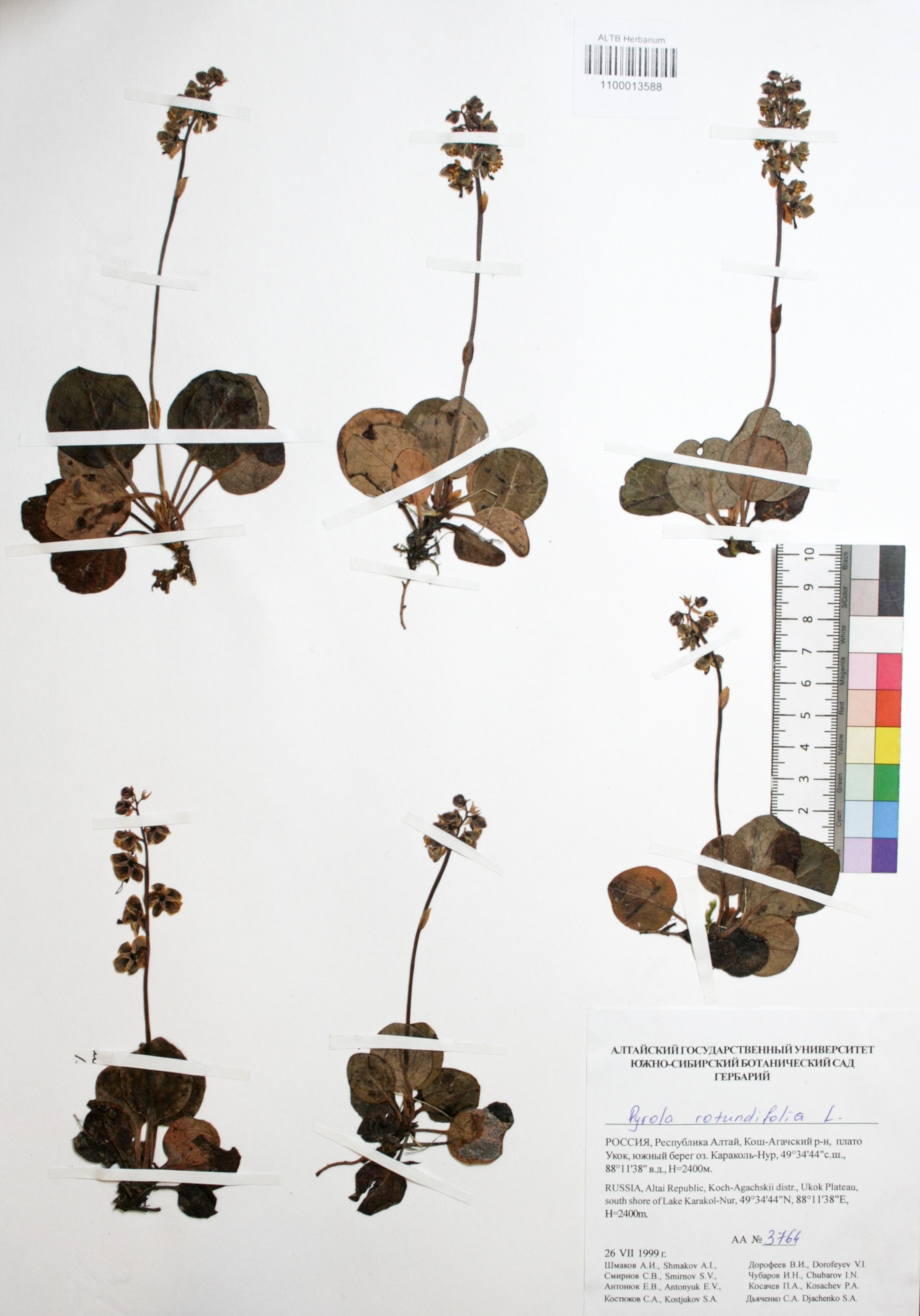 Pyrola rotundifolia L.