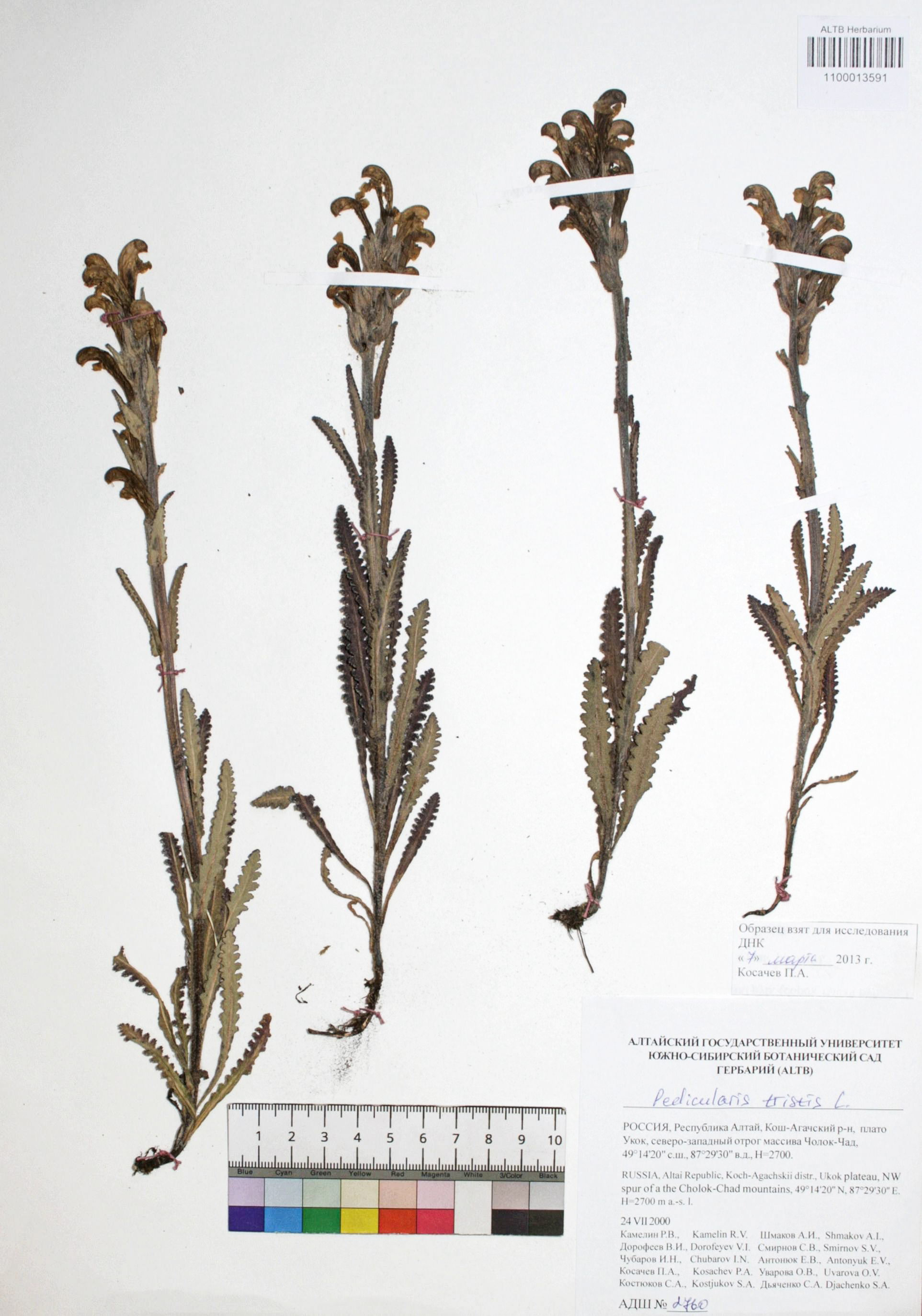 Pedicularis tristis L.