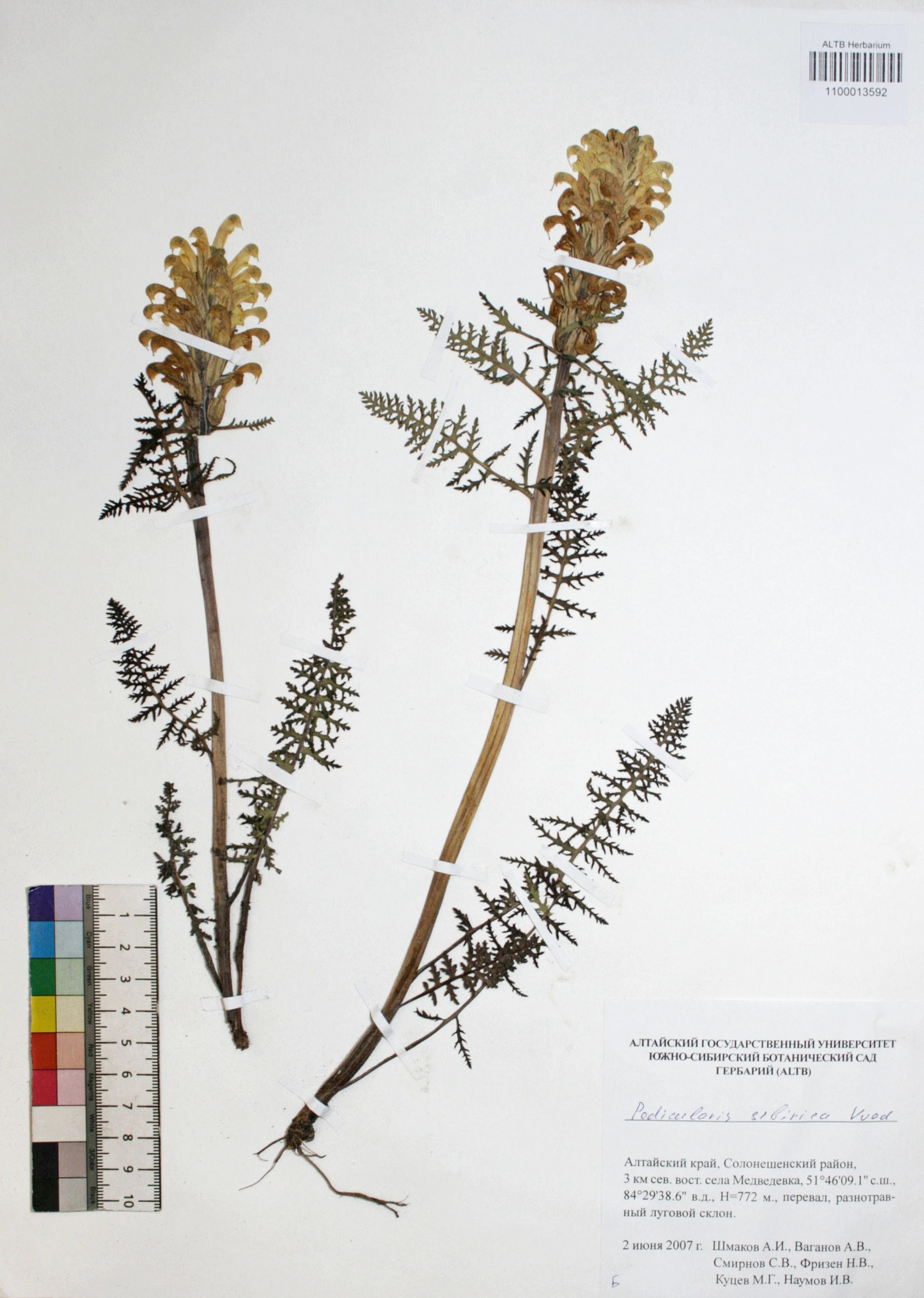 Pedicularis sibirica Vved.