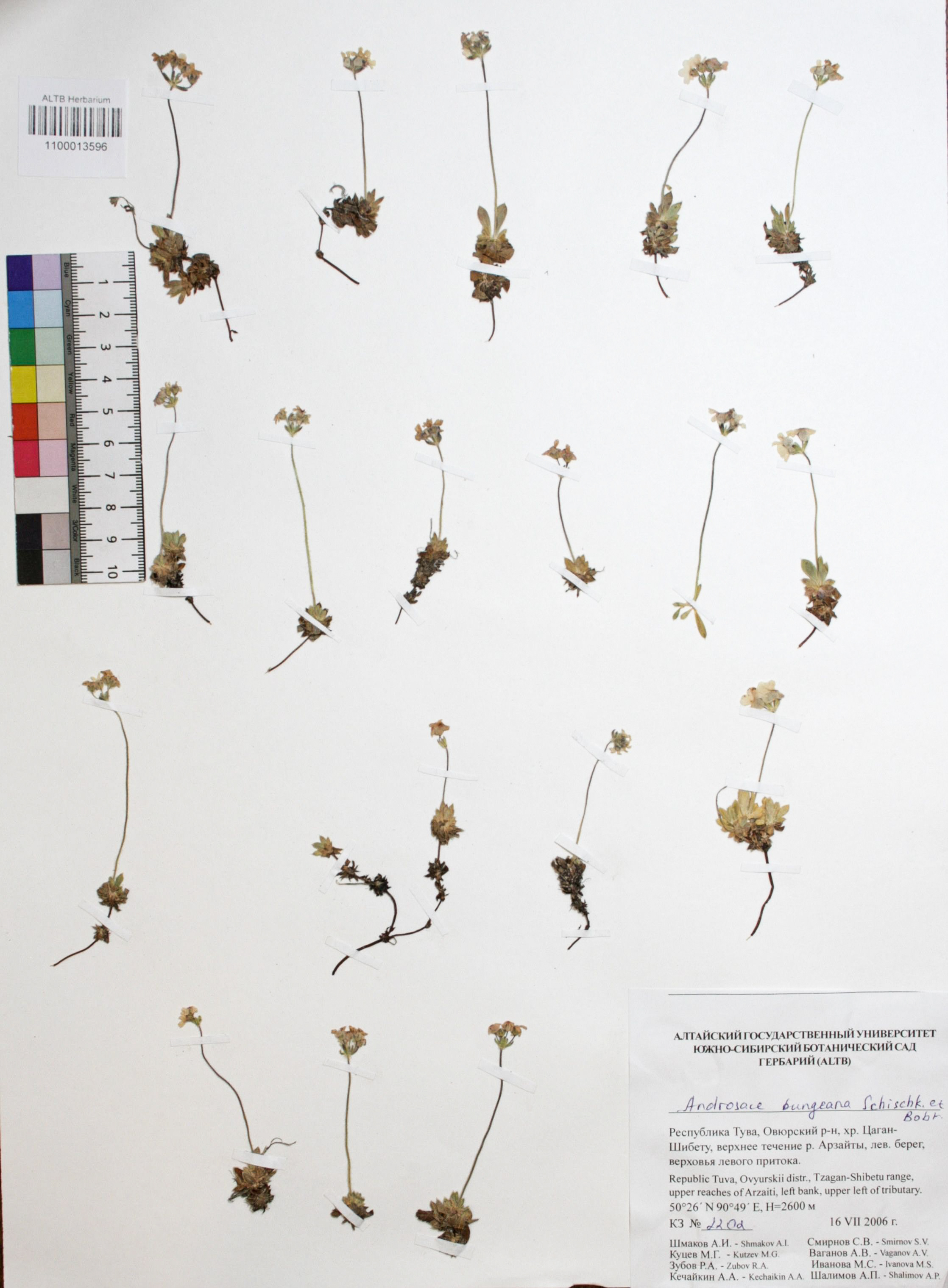 Androsace bungeana Schischk. & Bobrov