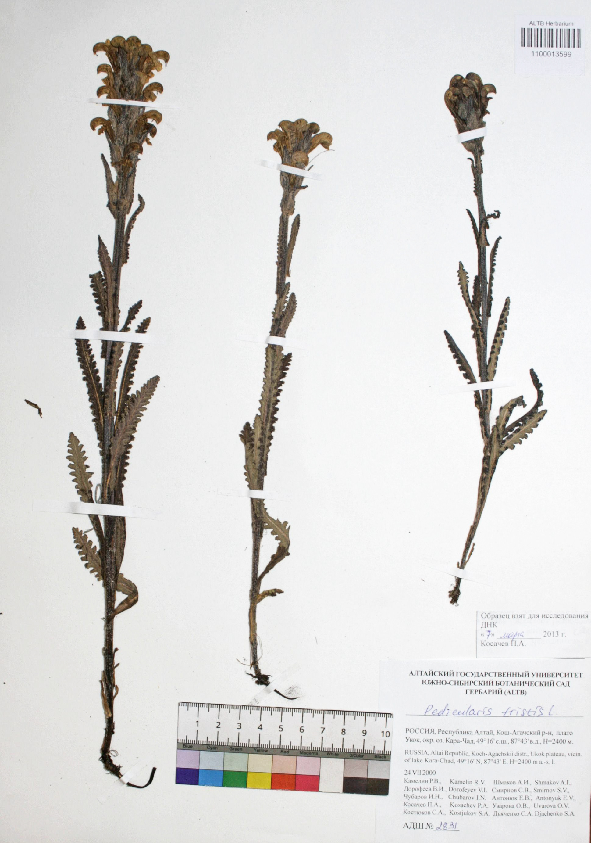 Pedicularis tristis L.