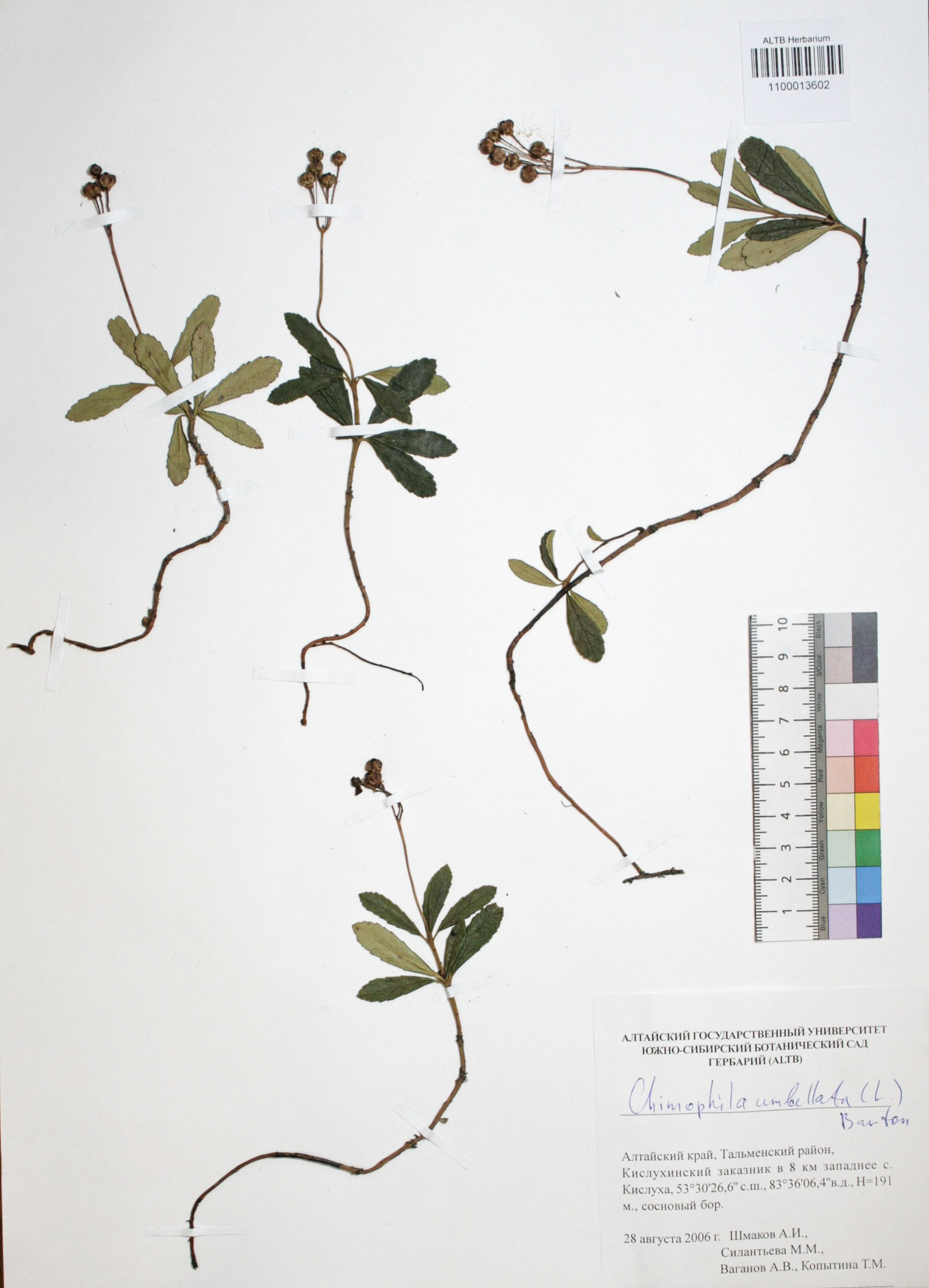 Chimaphila umbellata (L.) W.P.C. Barton