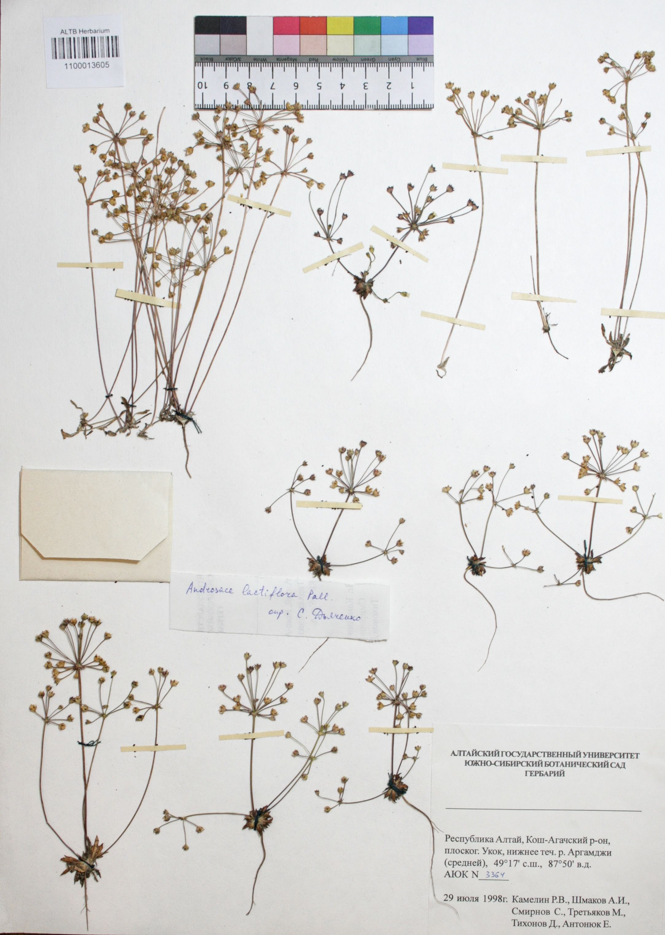 Androsace lactiflora Fisch. ex Willd.