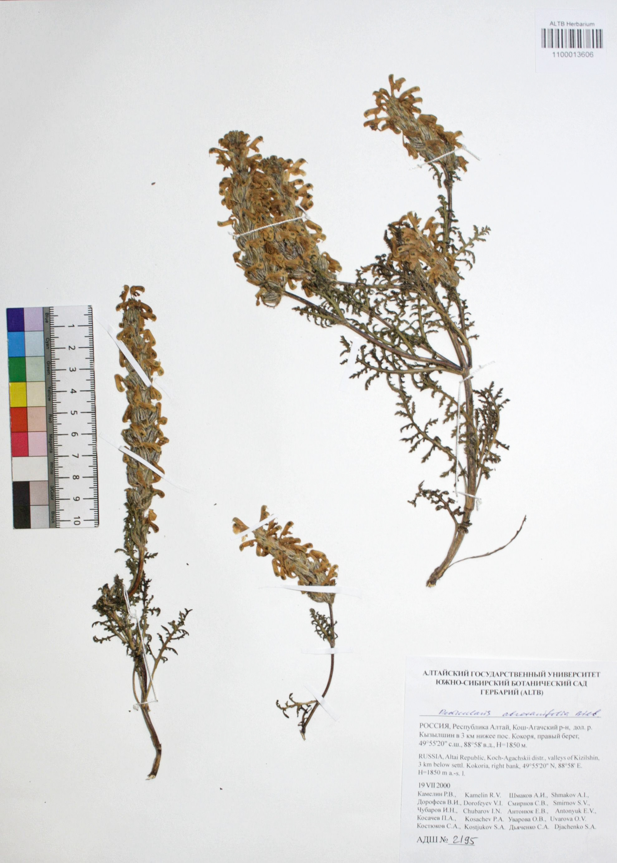 Pedicularis abrotanifolia Bieb. ex Steven