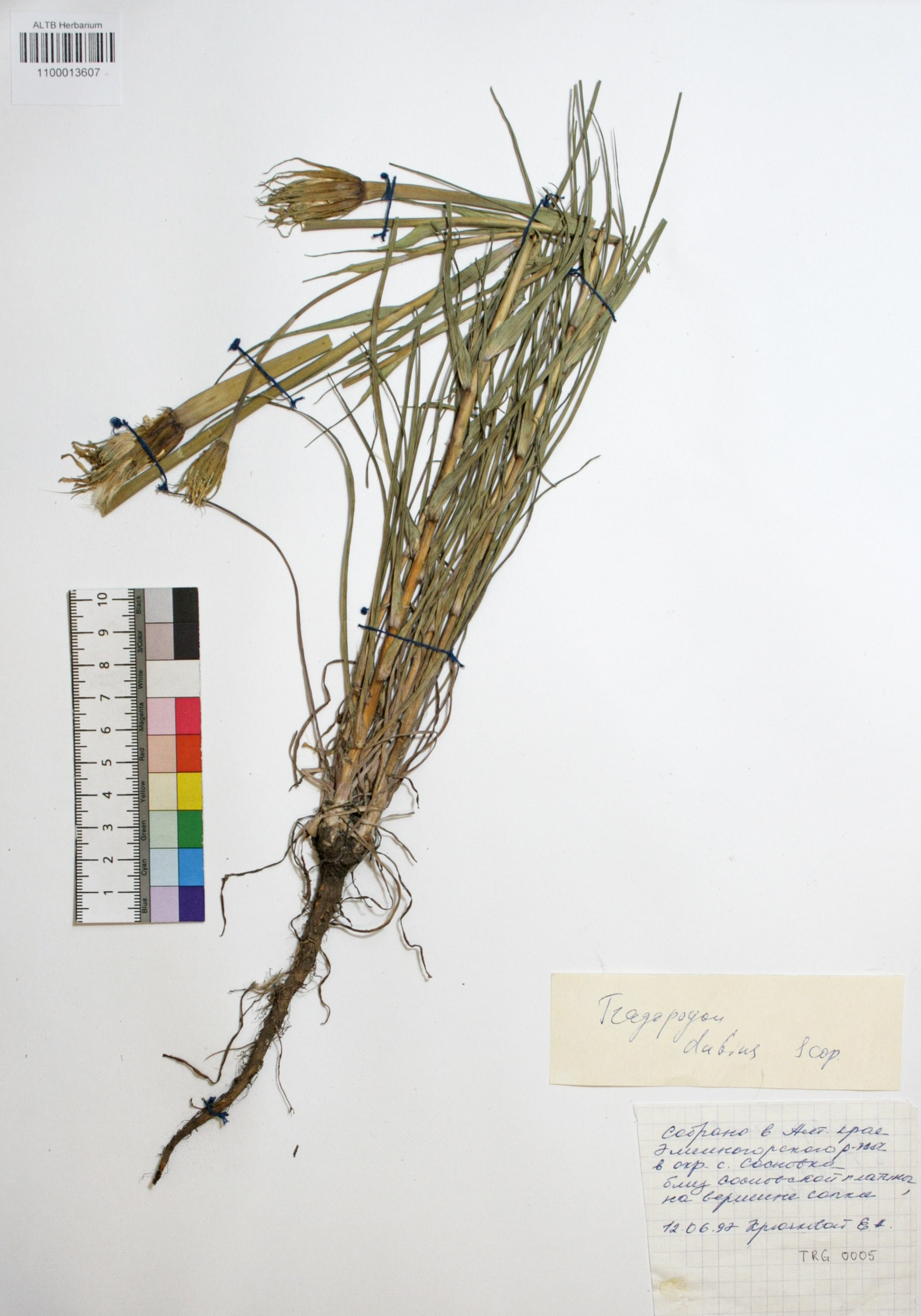 Tragopogon dubius Scop.