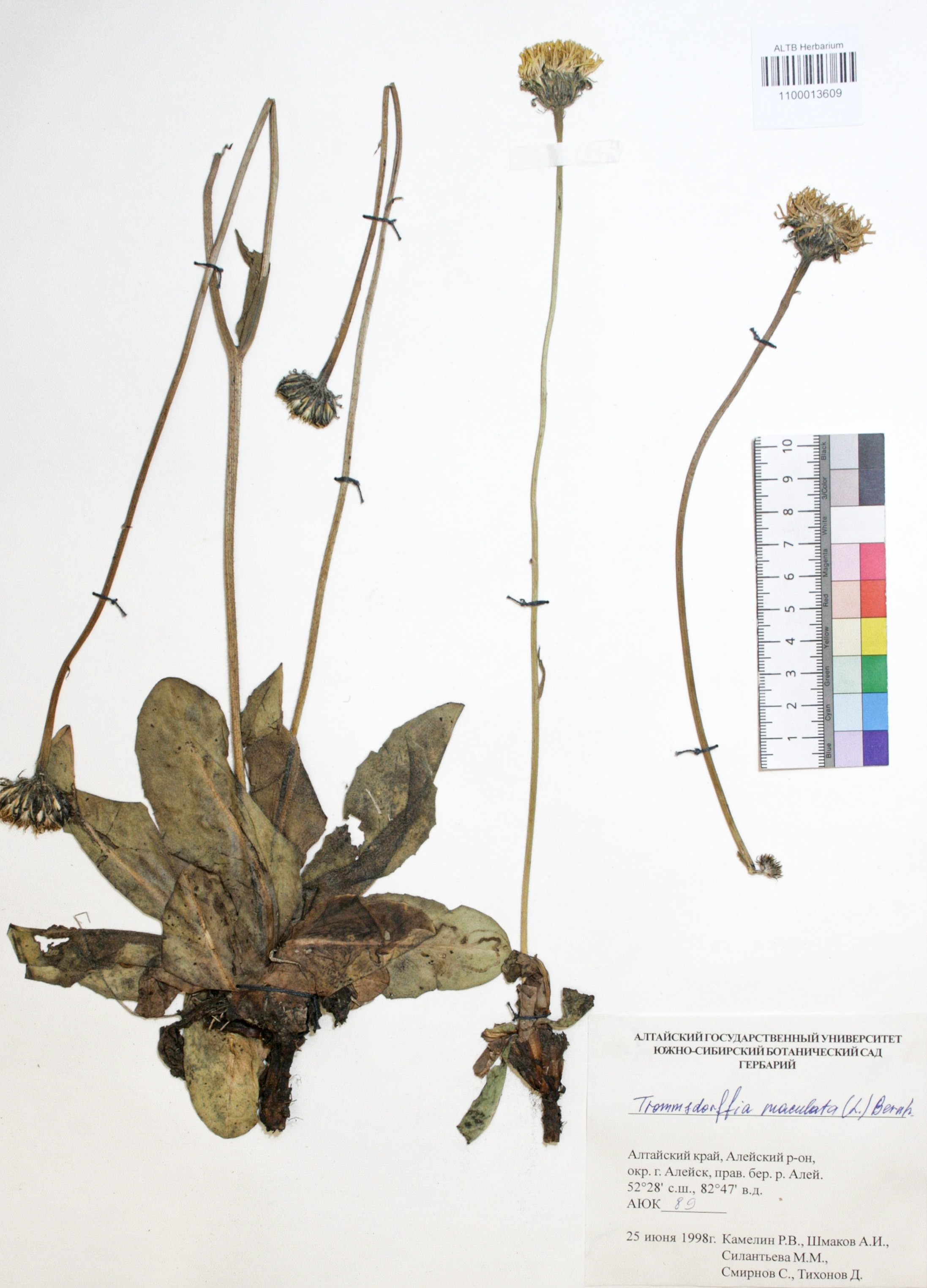 Trommsdorffia maculata (L.) Bernh.