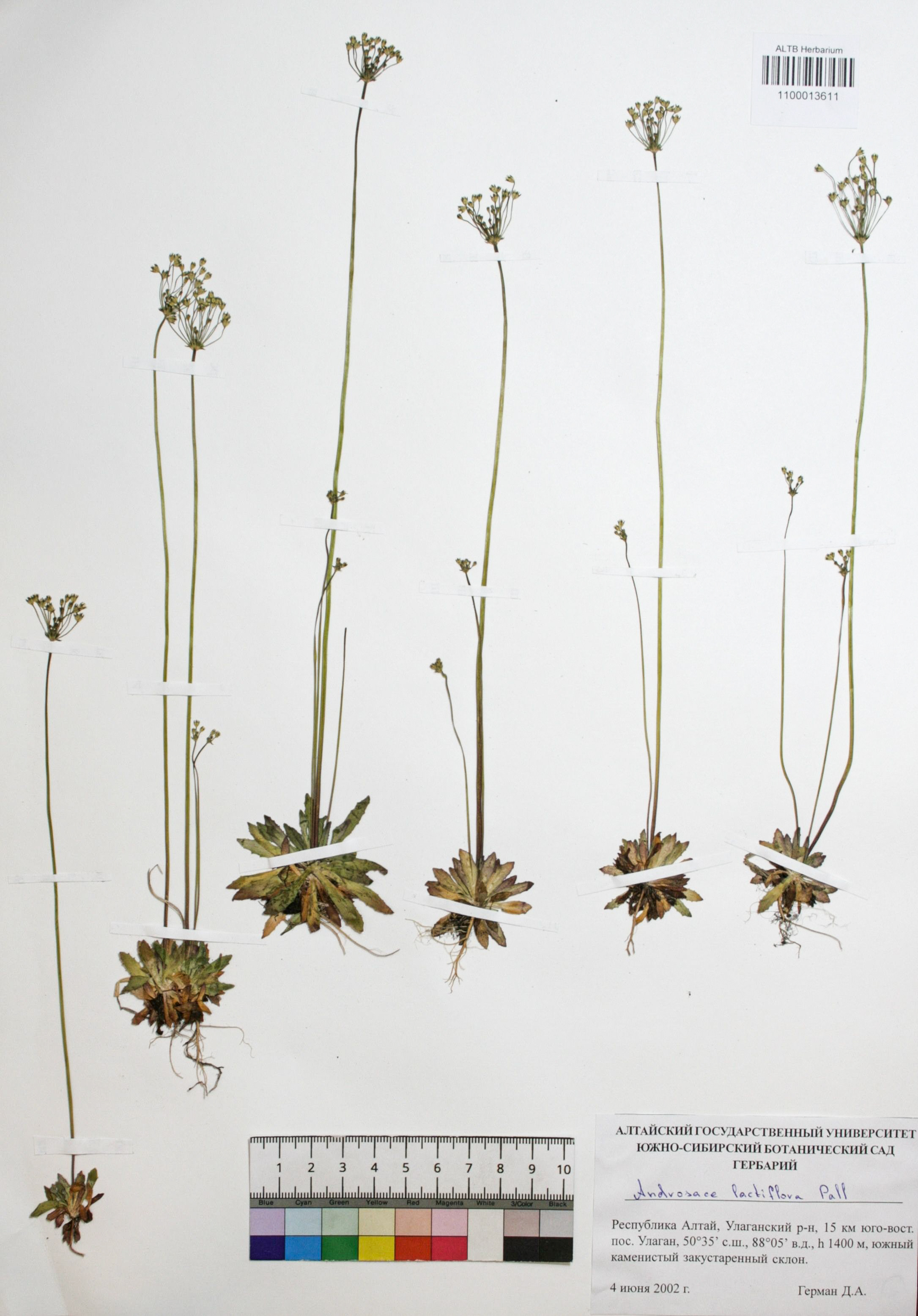 Androsace lactiflora Fisch. ex Willd.