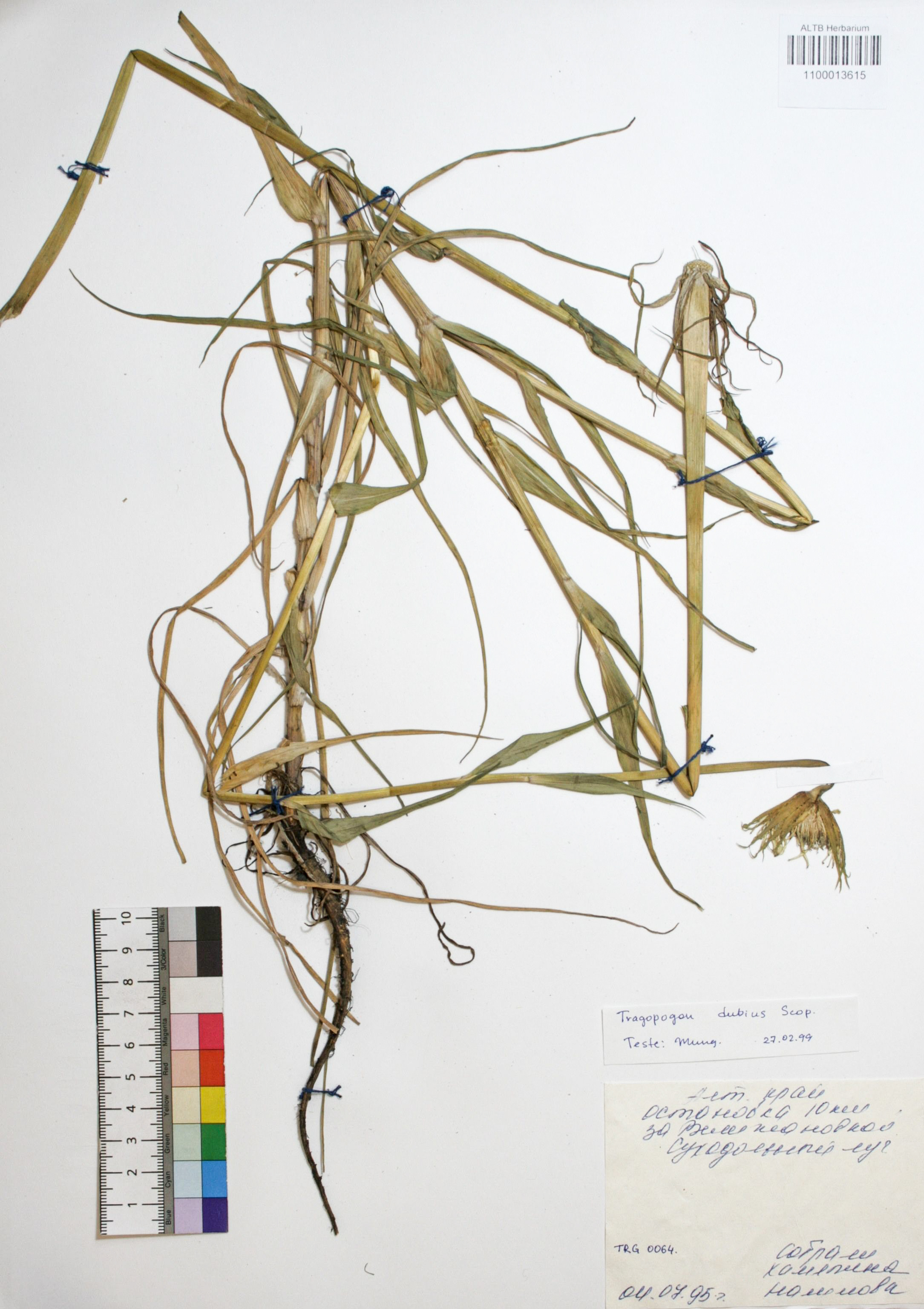 Tragopogon dubius Scop.