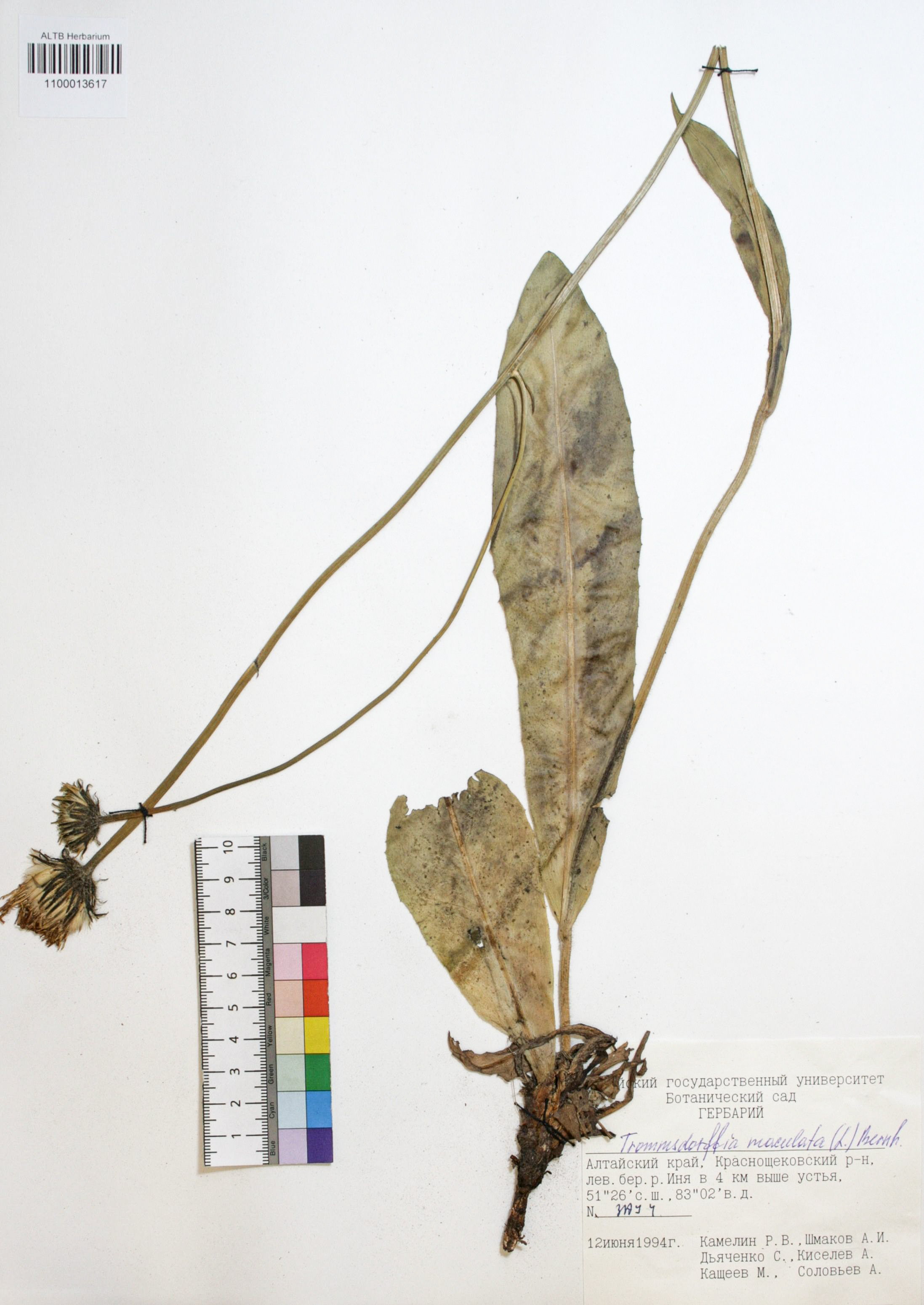 Trommsdorffia maculata (L.) Bernh.