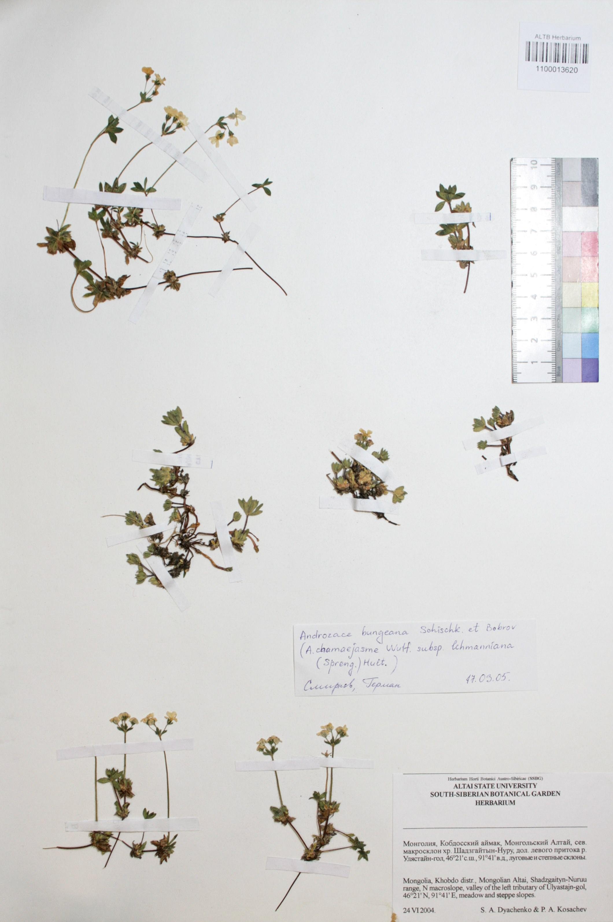 Androsace bungeana Schischk. & Bobrov