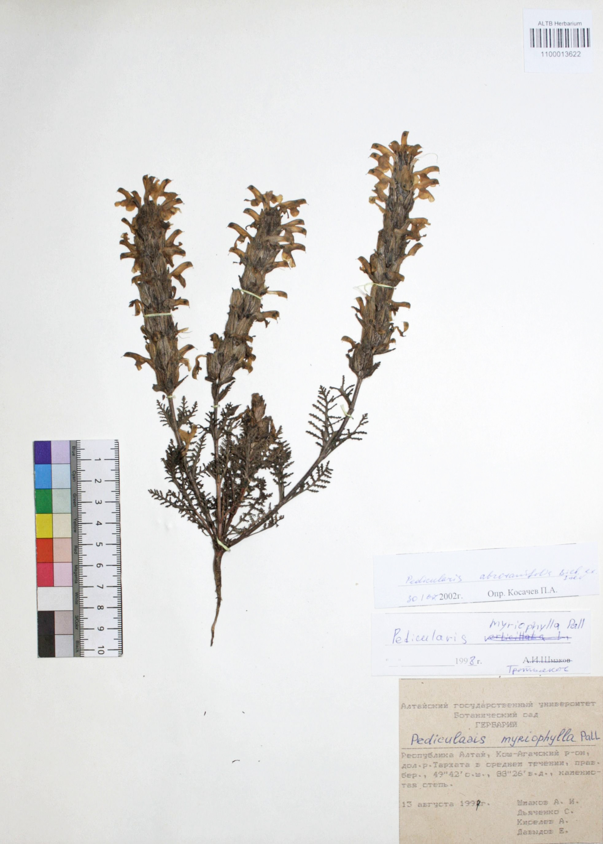 Pedicularis abrotanifolia Bieb. ex Steven