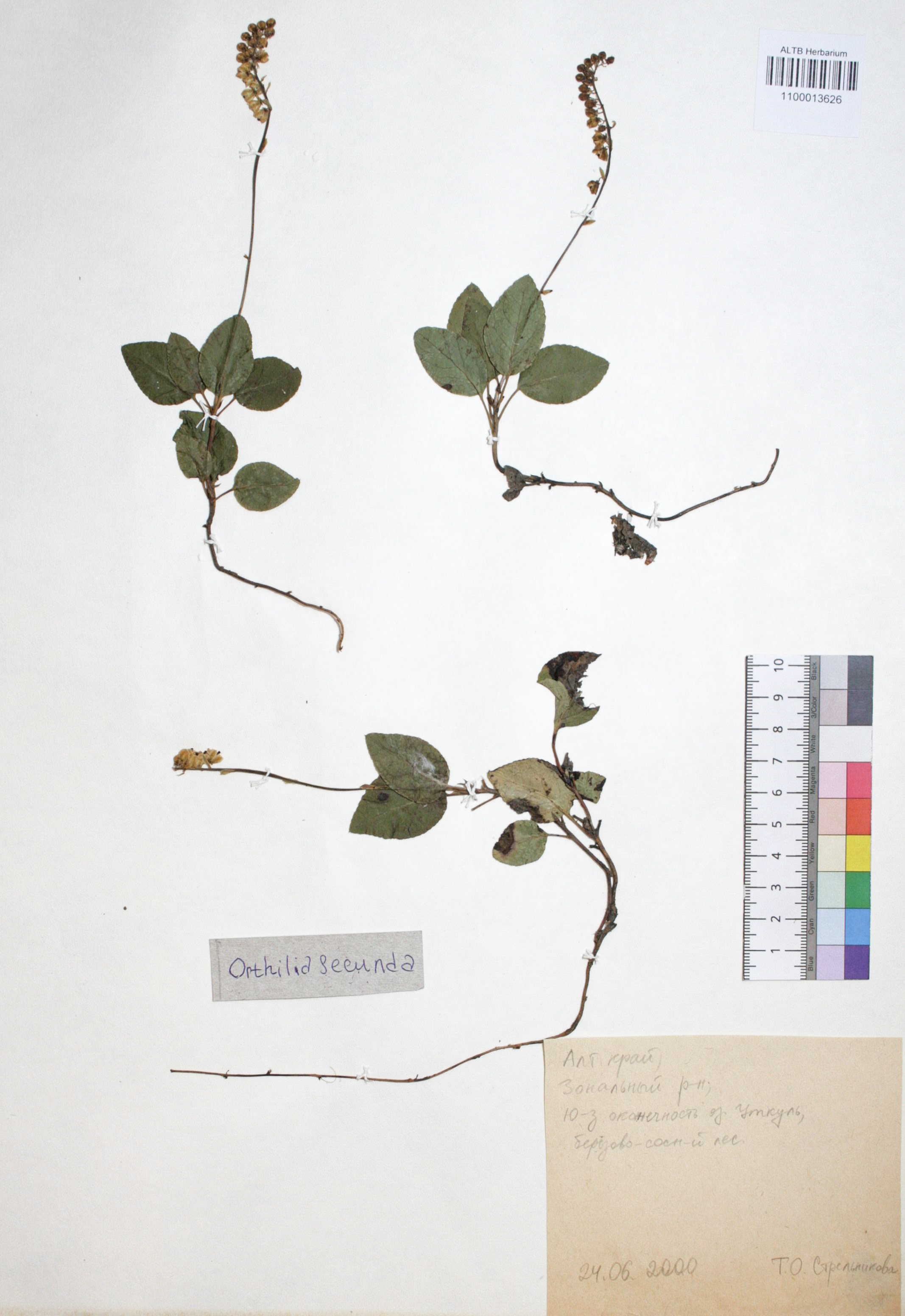 Orthilia secunda (L.) House