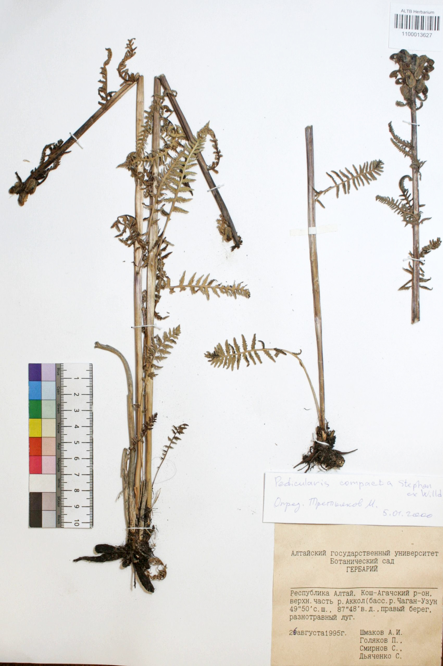 Pedicularis compacta Stephan