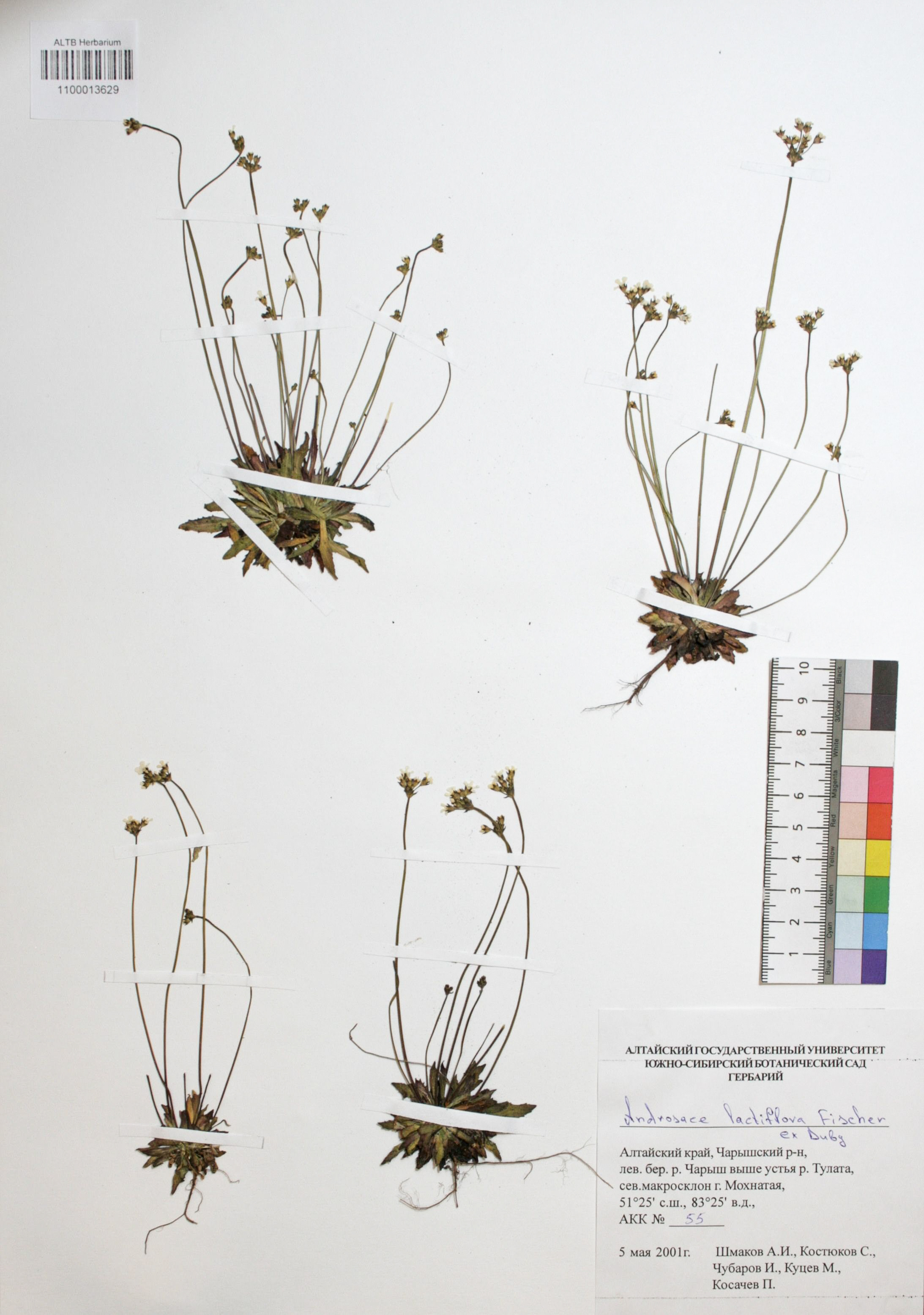 Androsace lactiflora Fisch. ex Willd.