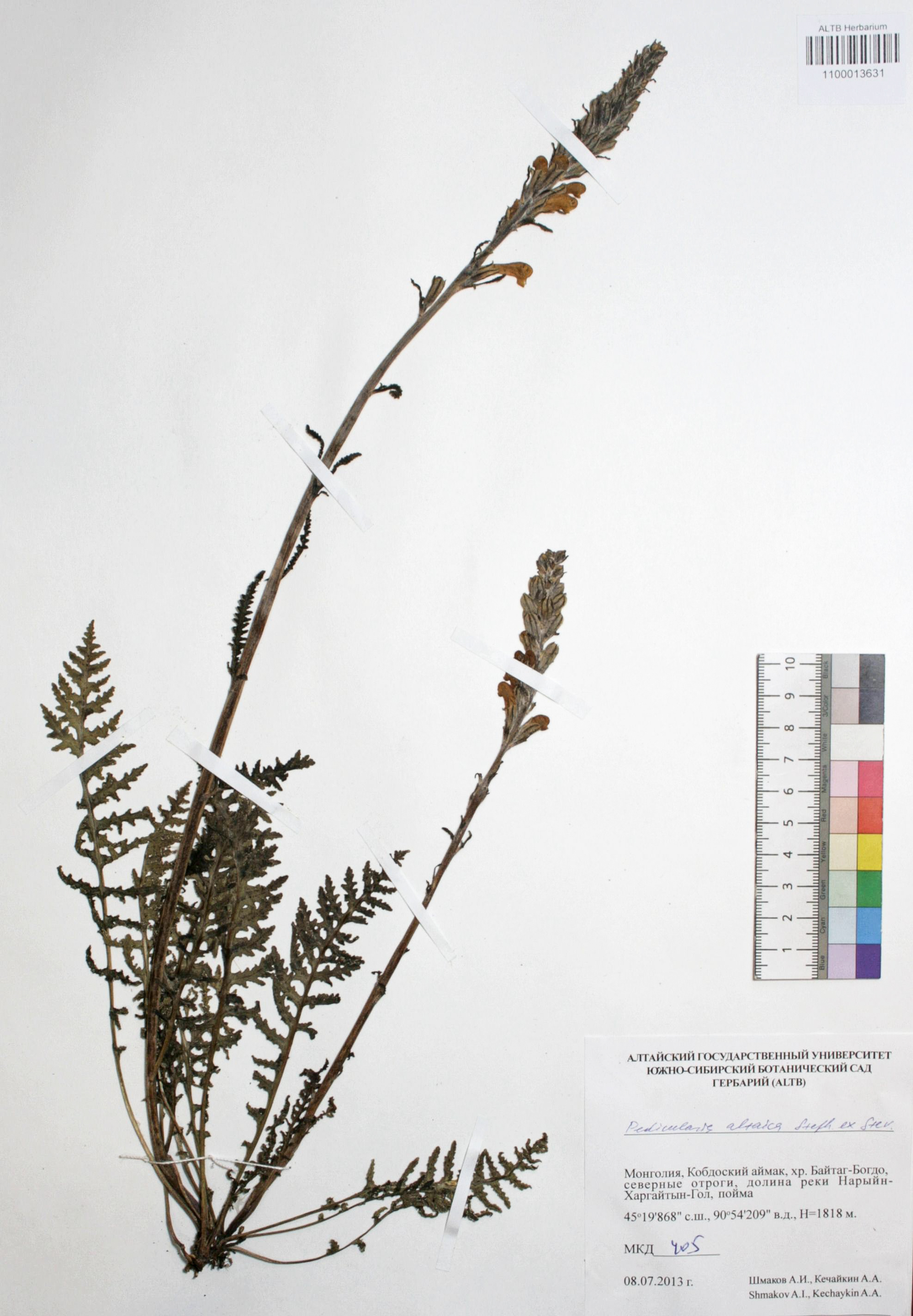 Pedicularis altaica Steph. ex Steven