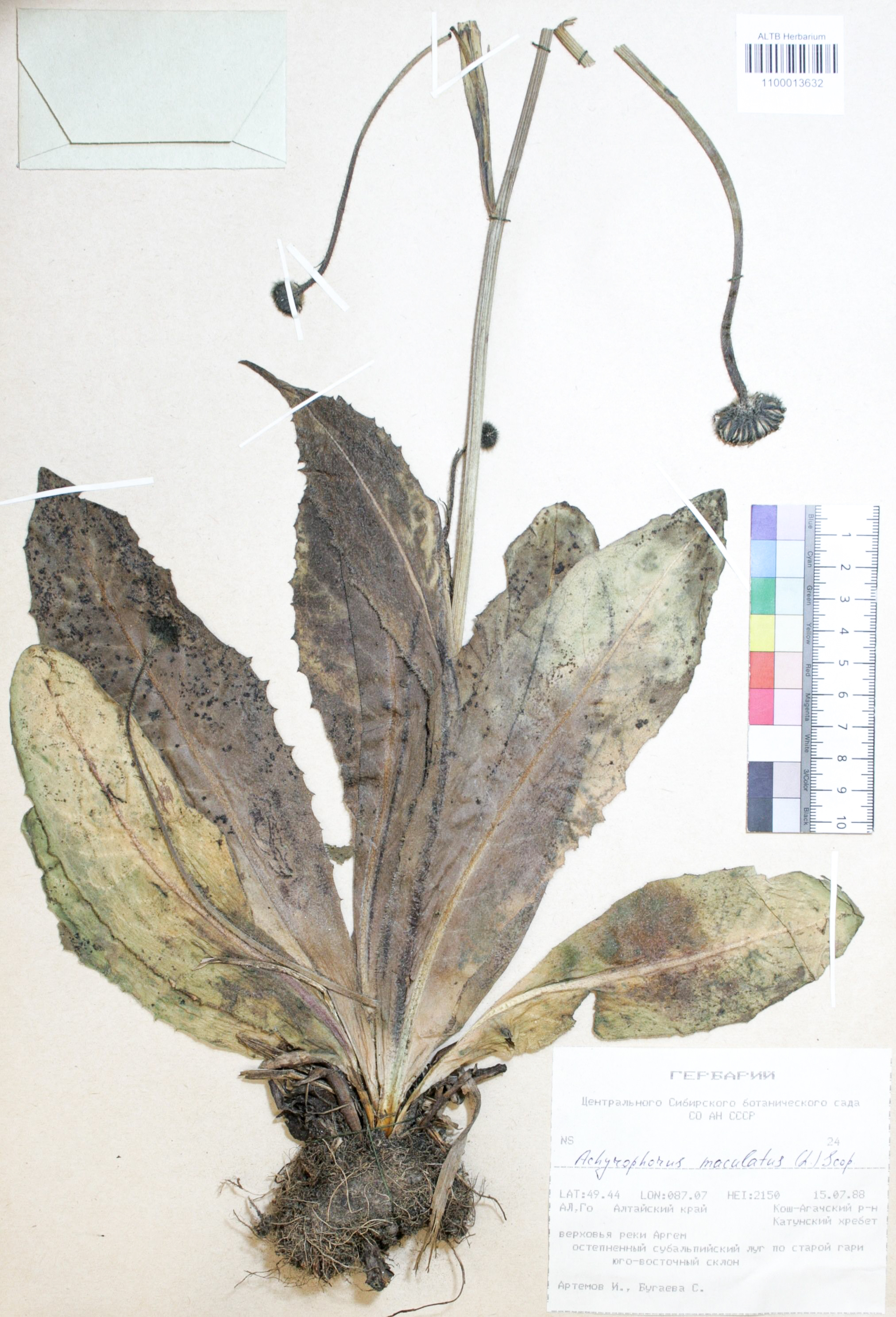 Achyrophorus maculatus (L.) Scop.