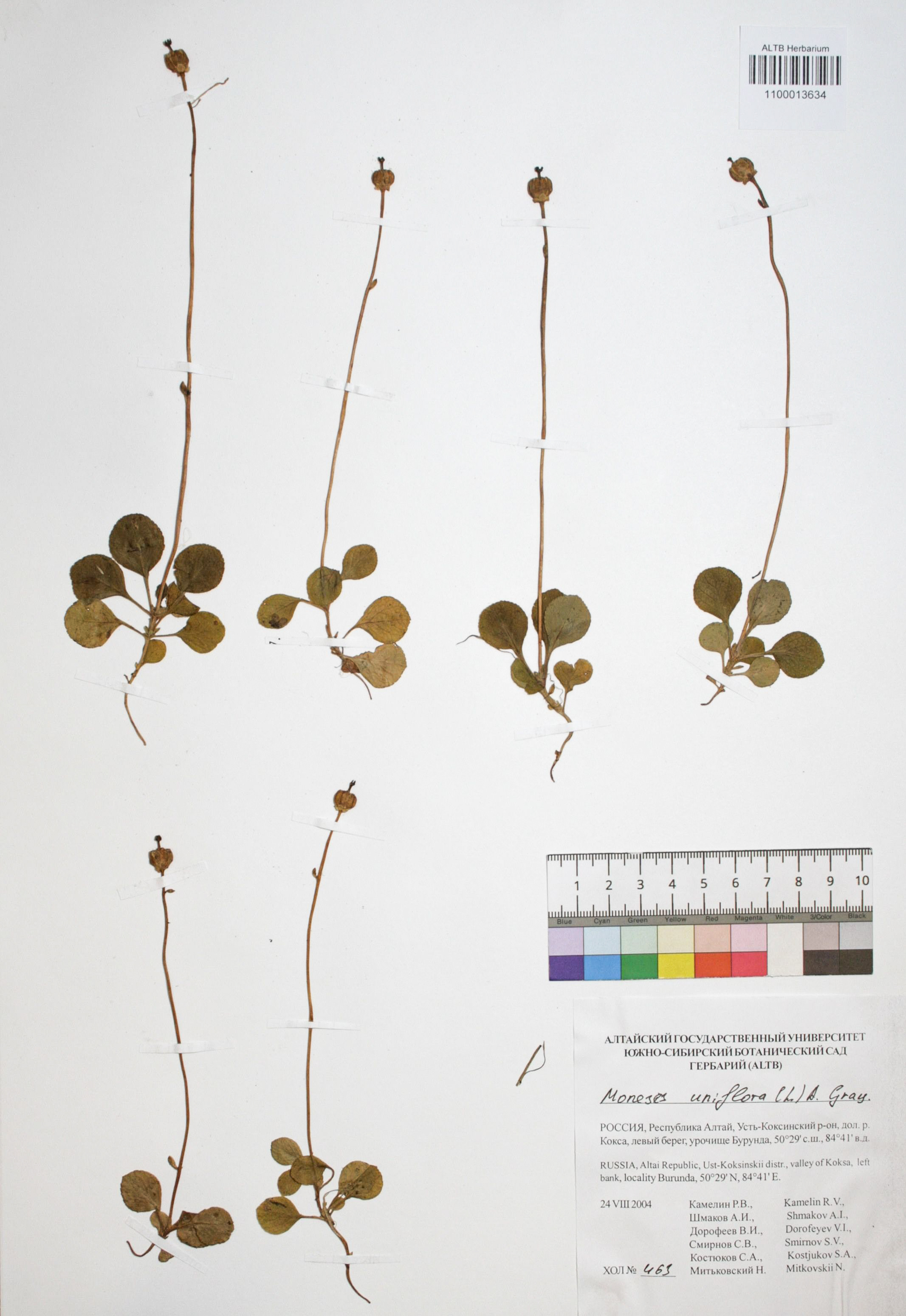 Moneses uniflora (L.) A. Gray