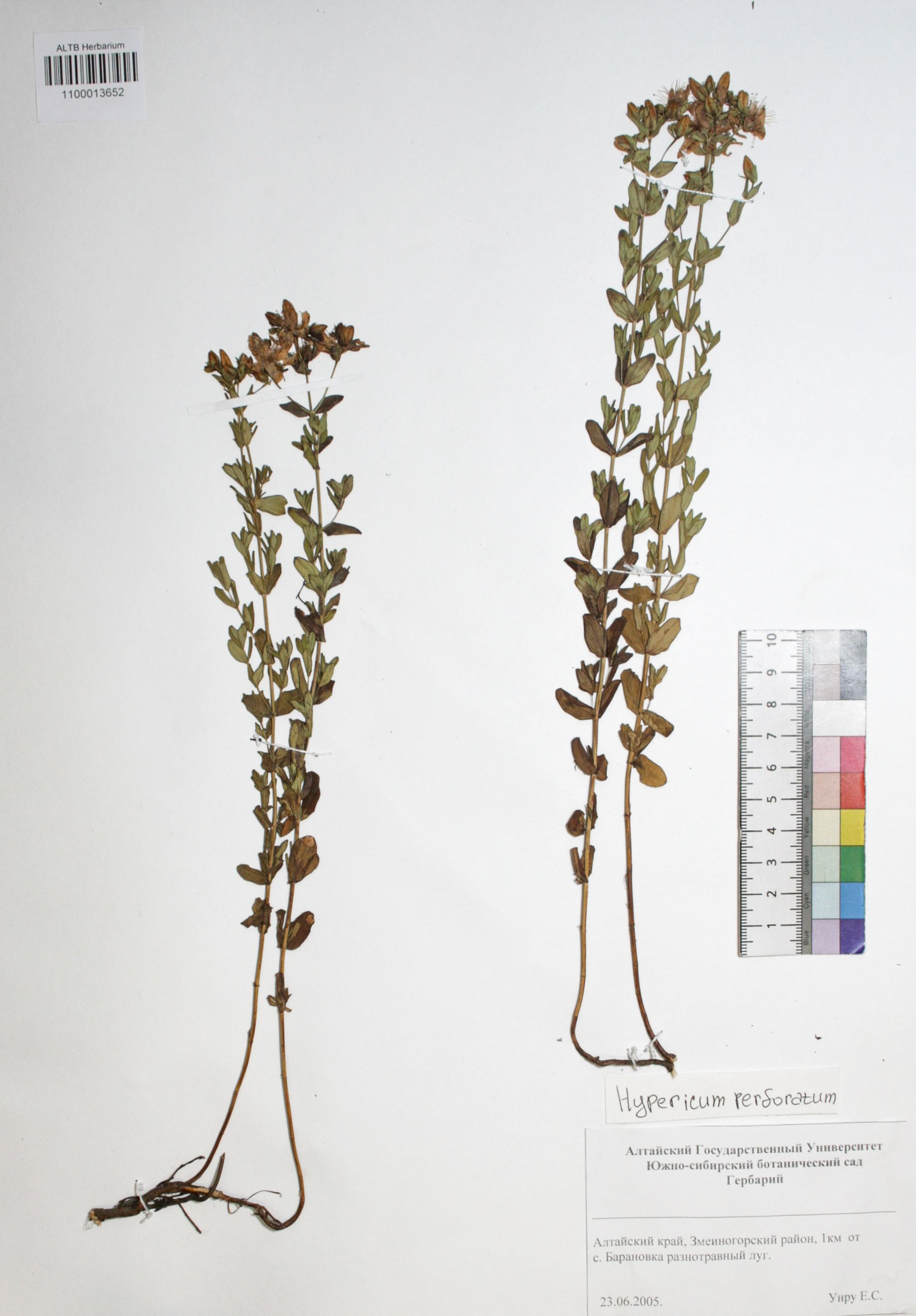 Hypericum perforatum L.