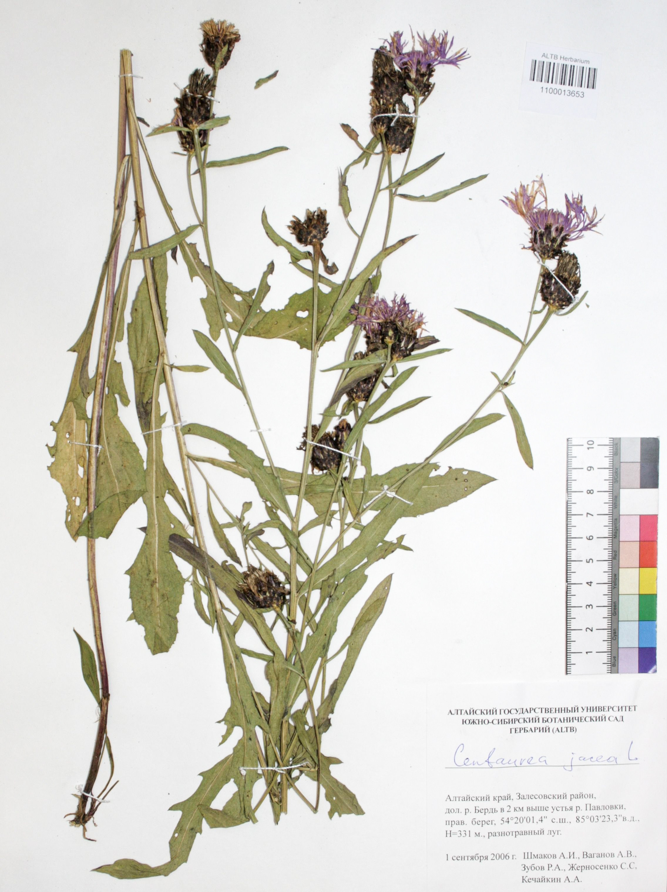 Centaurea jacea L.