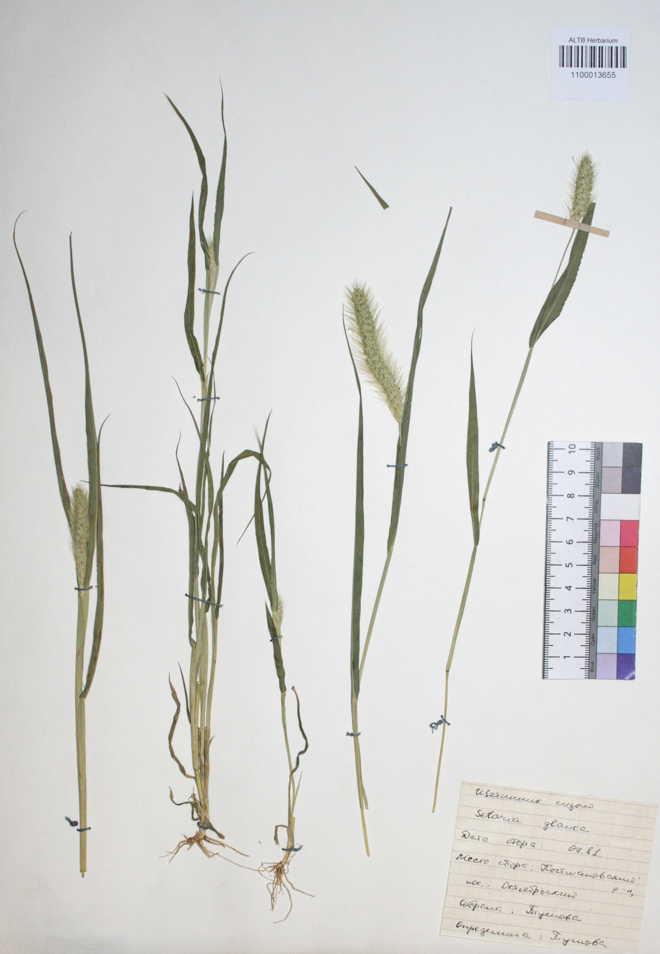Setaria viridis (L.) Beauv.
