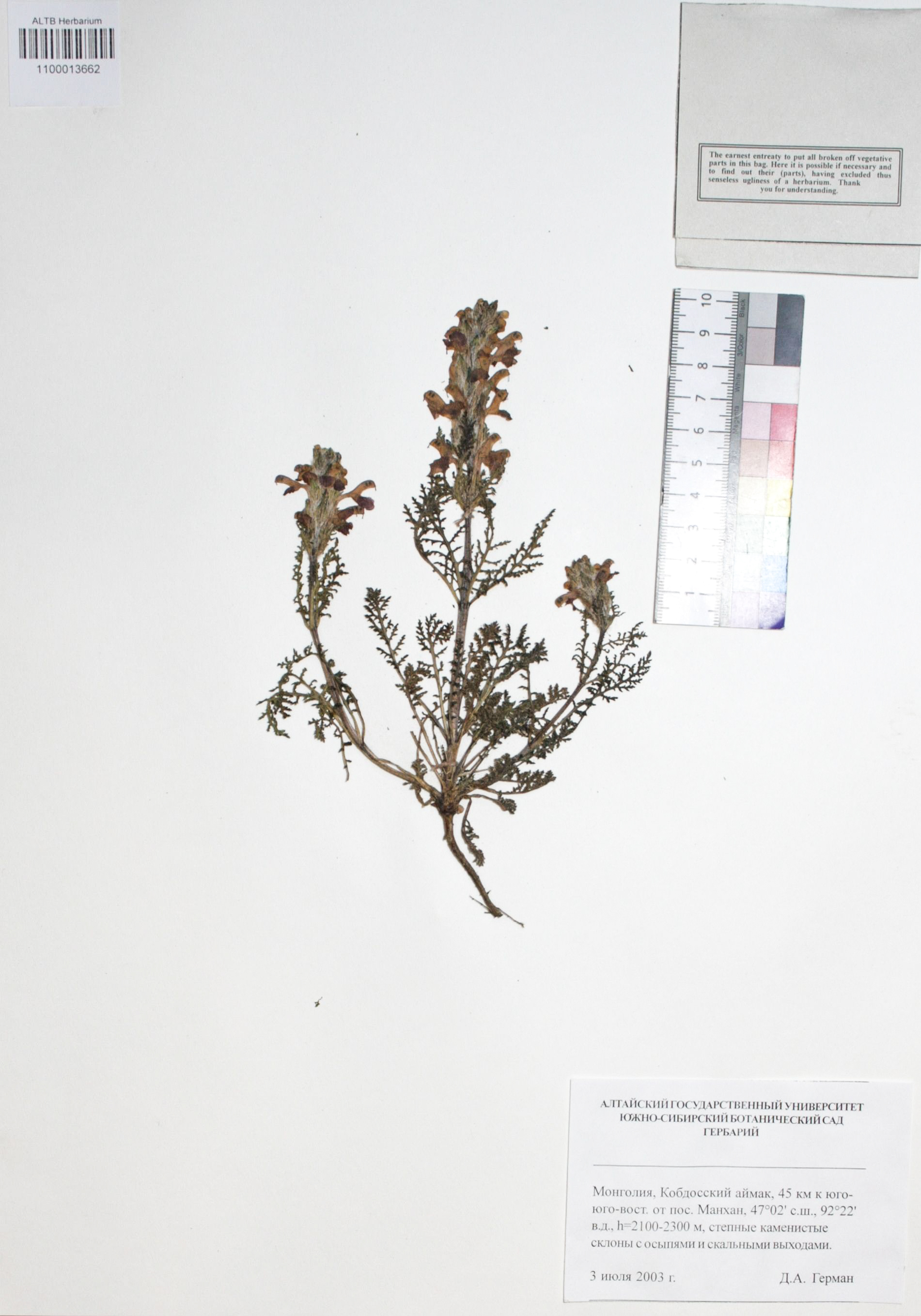 Pedicularis moschata Maxim.