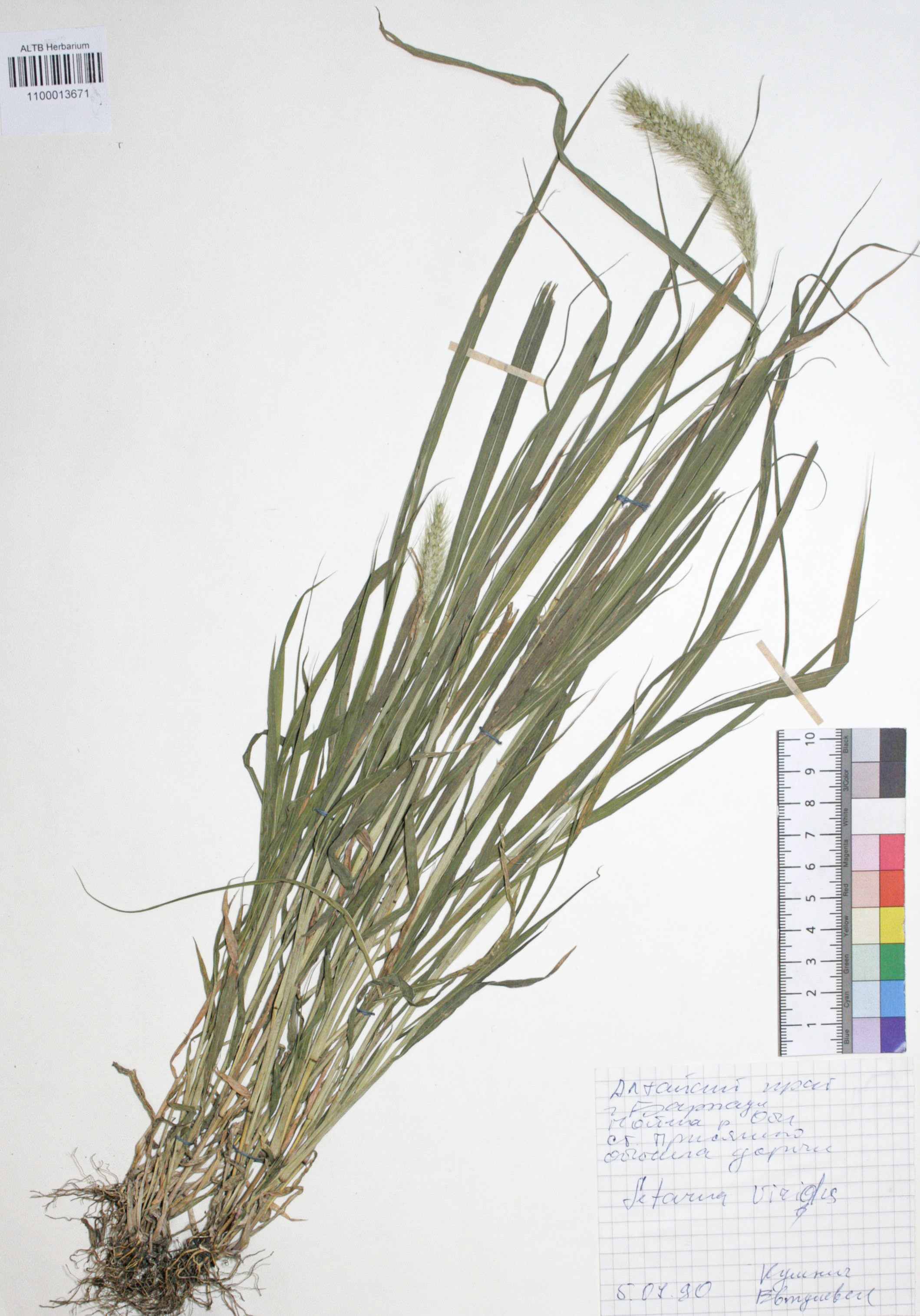 Setaria viridis (L.) Beauv.