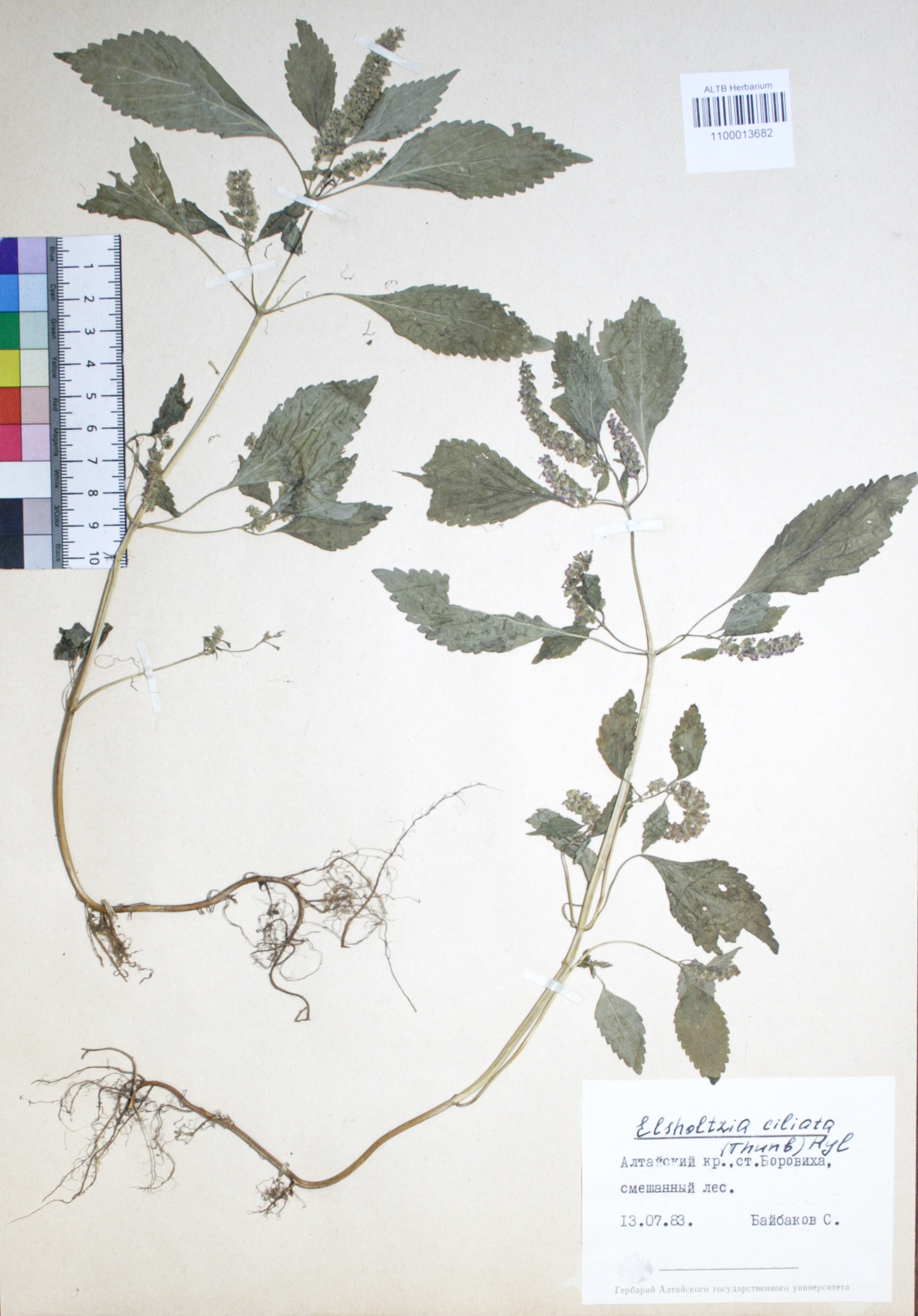 Elsholtzia ciliata (Thunb.) Hylander 