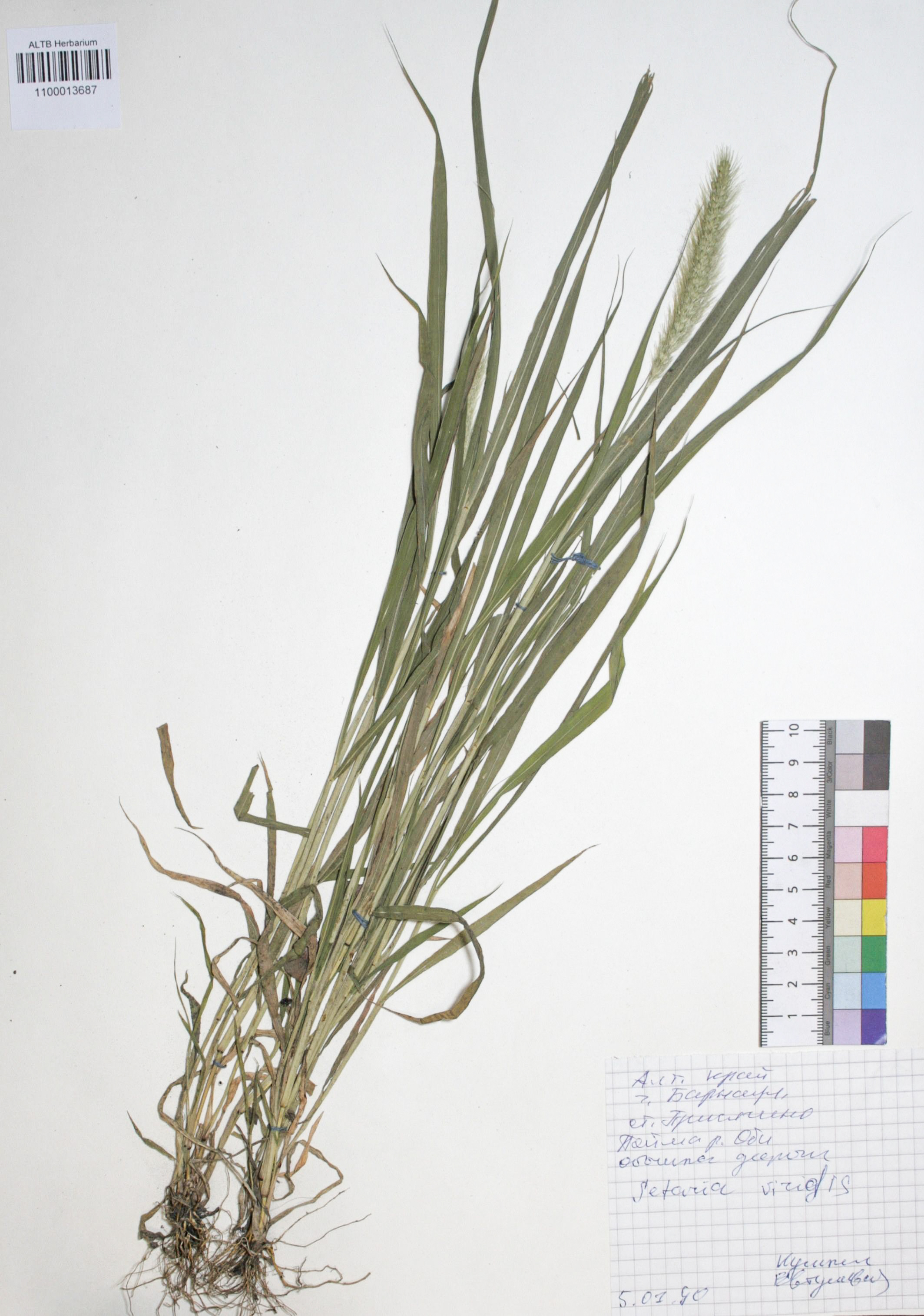 Setaria viridis (L.) Beauv.