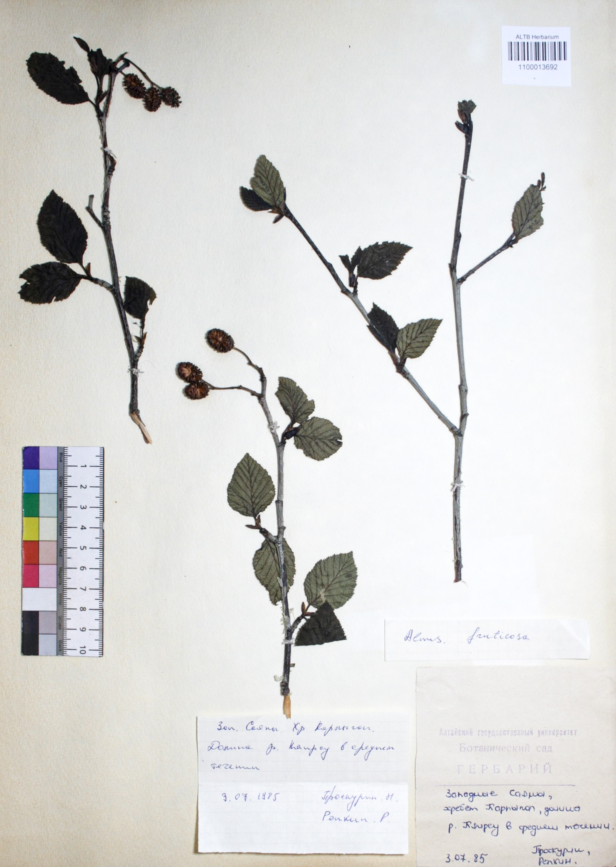 Alnus fruticosa Rupr.