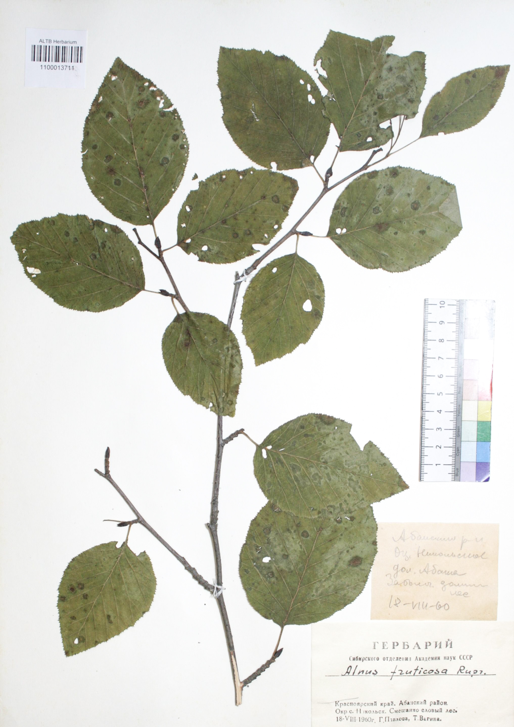 Alnus fruticosa Rupr.