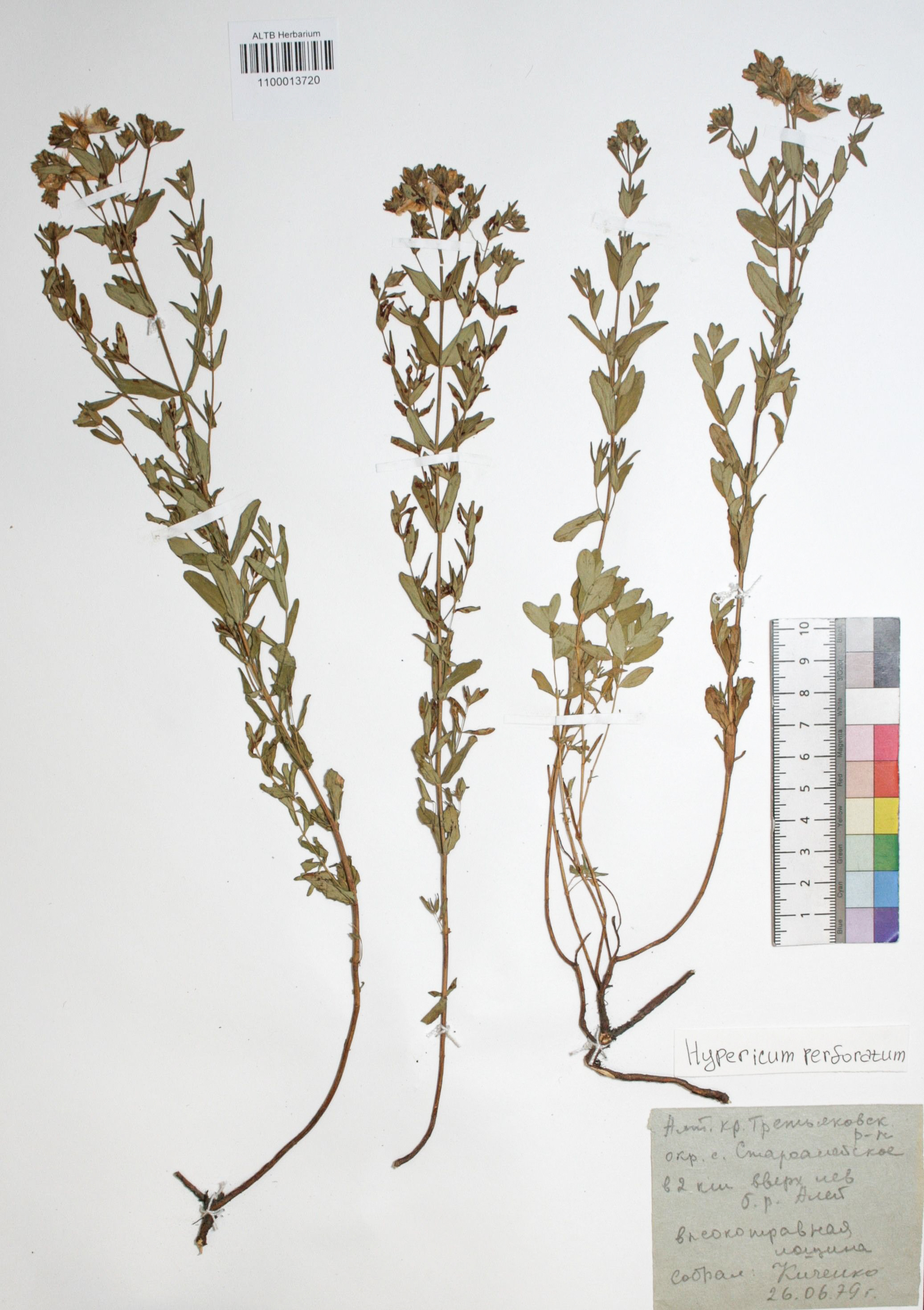 Hypericum perforatum L.