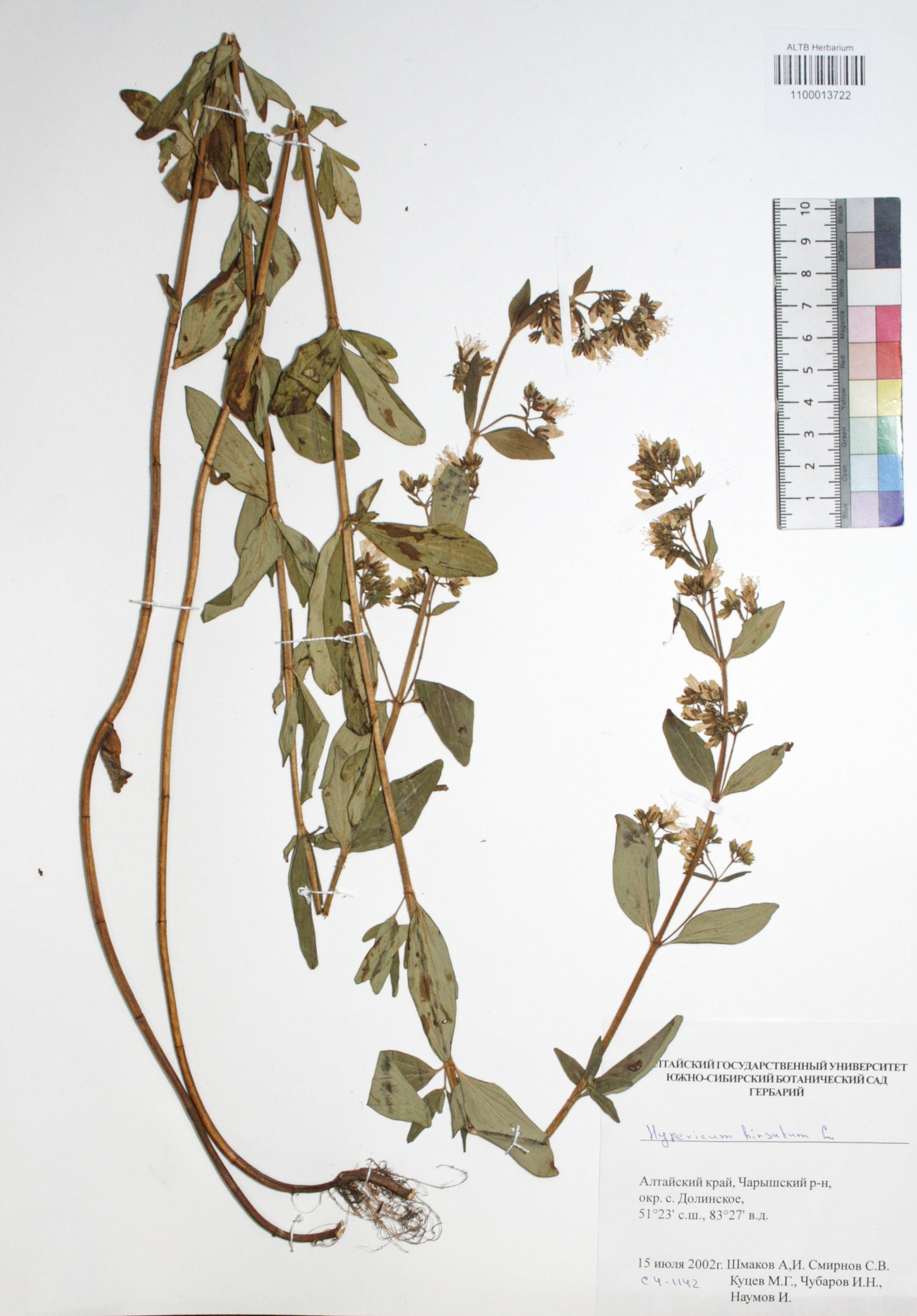 Hypericum hirsutum L.