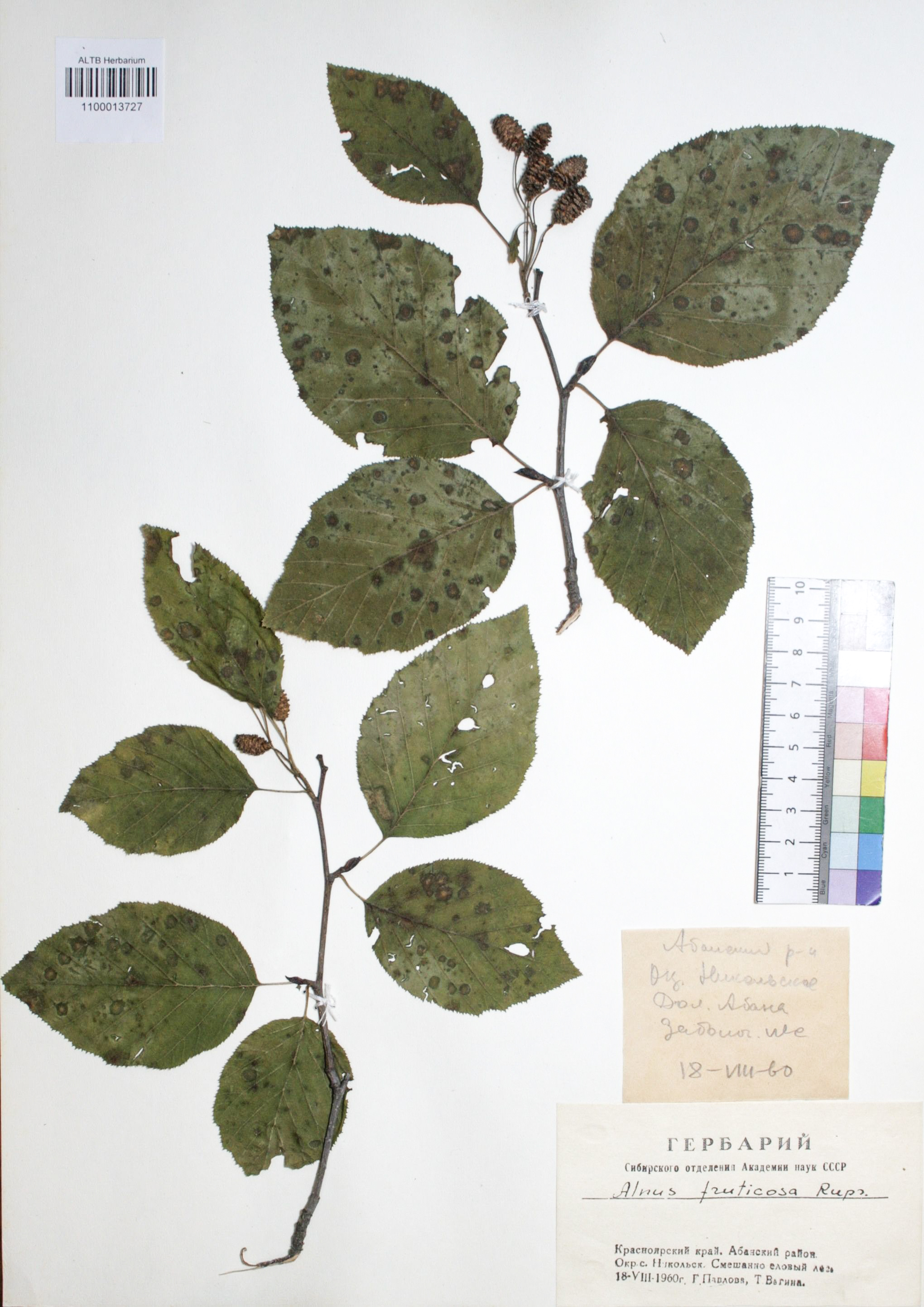 Alnus fruticosa Rupr.