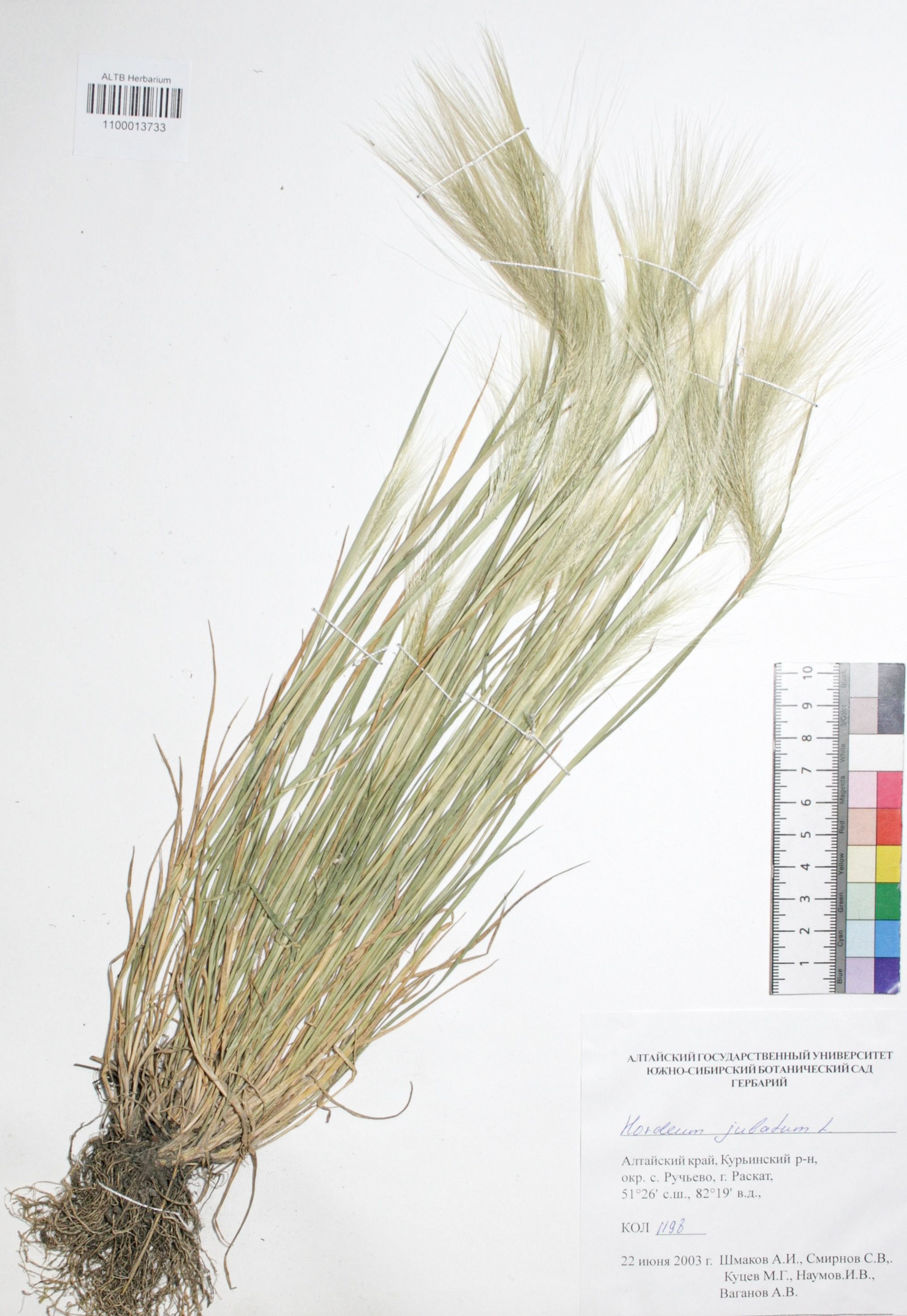Hordeum jubatum L.