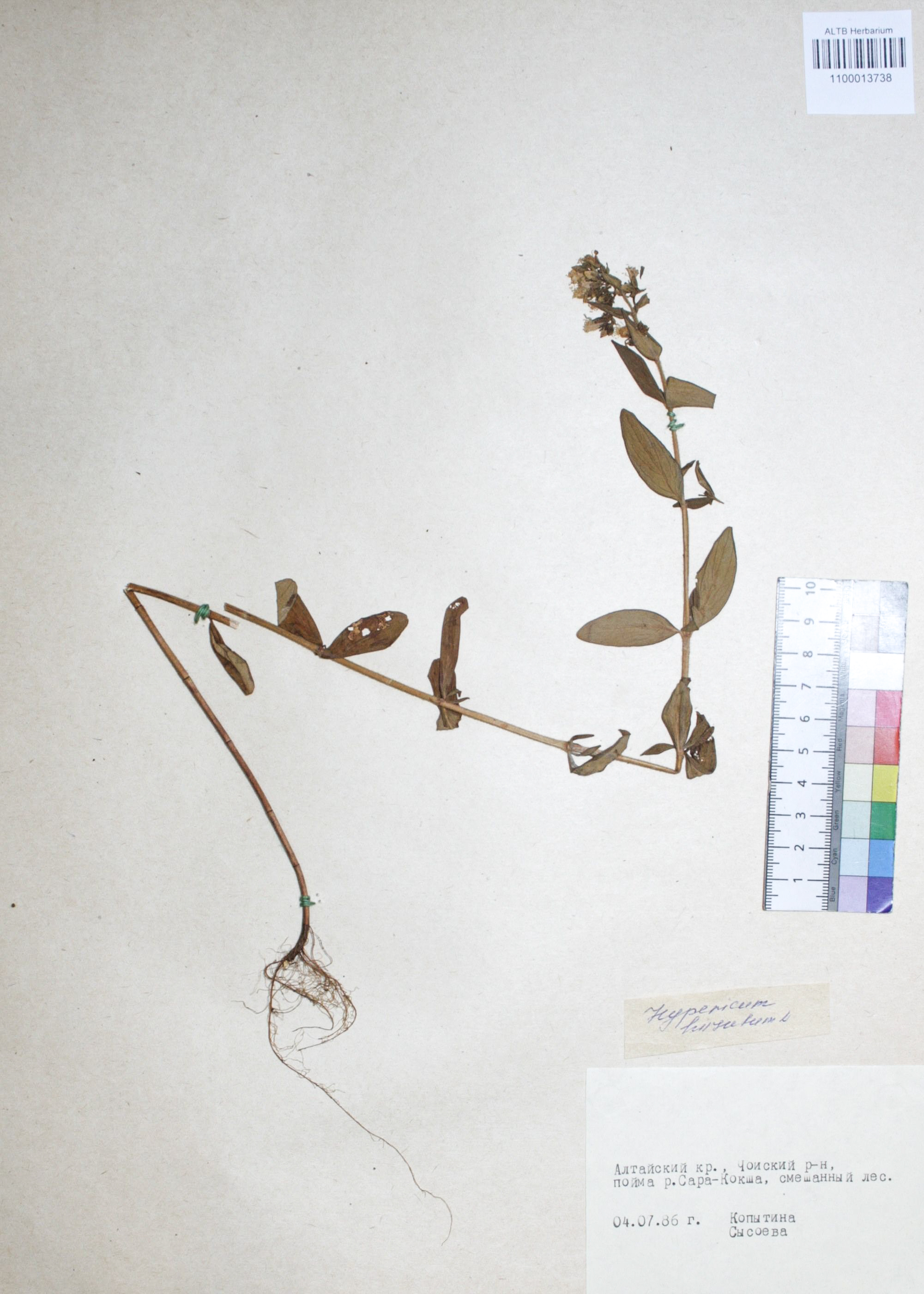 Hypericum hirsutum L.