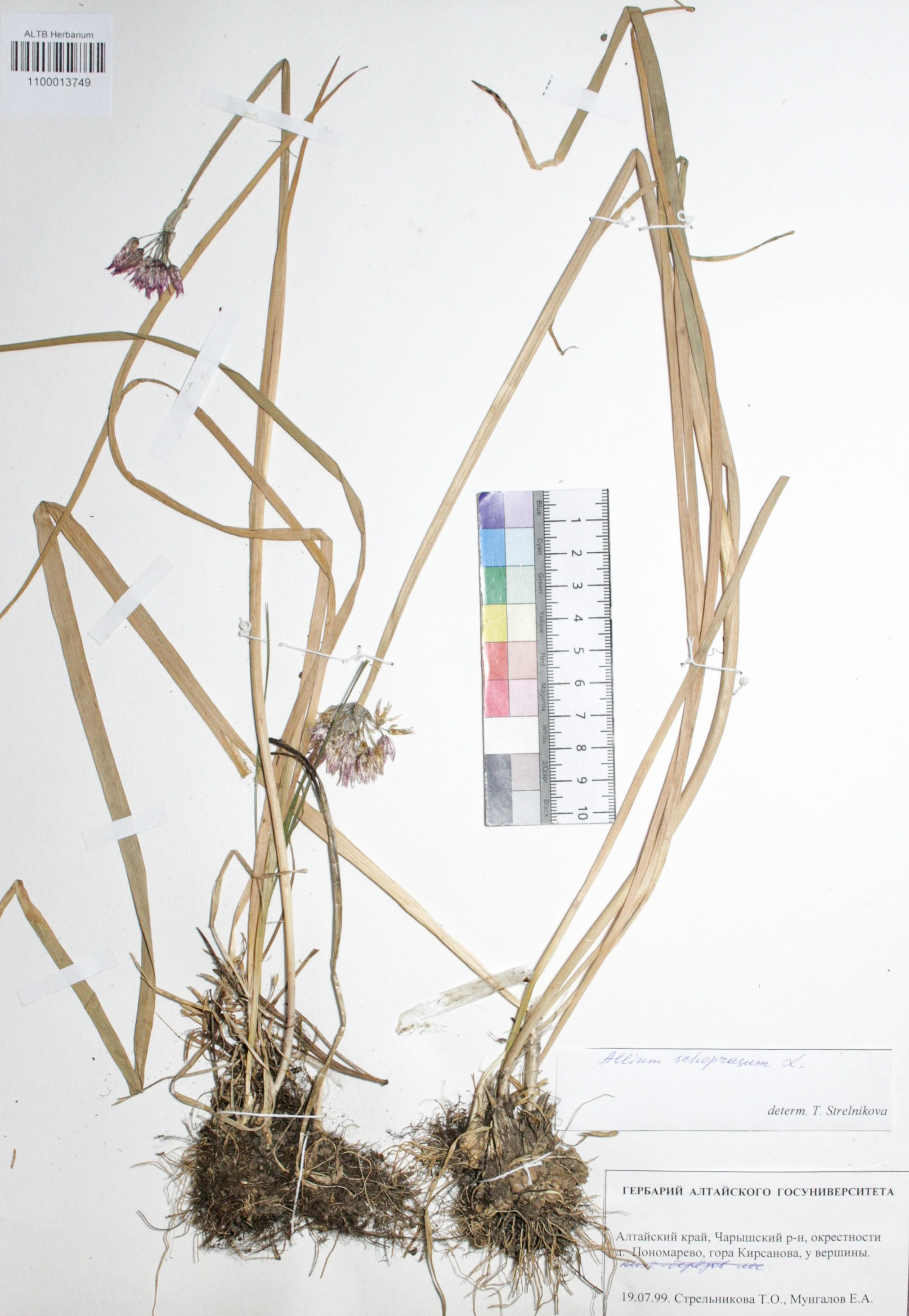 Allium schoenoprasum L.