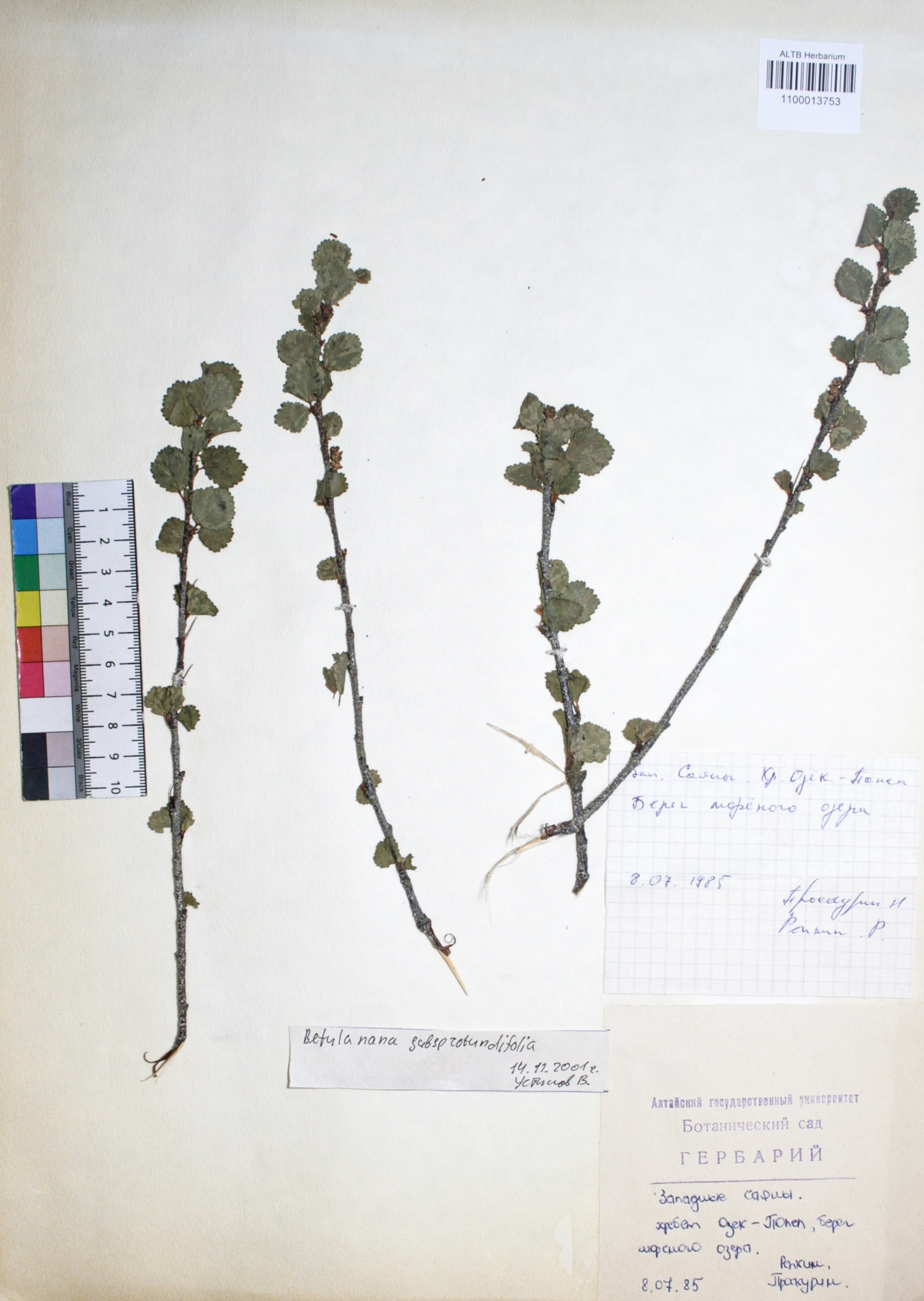 Betula nana subsp. rotundifolia (Spach) Malyschev