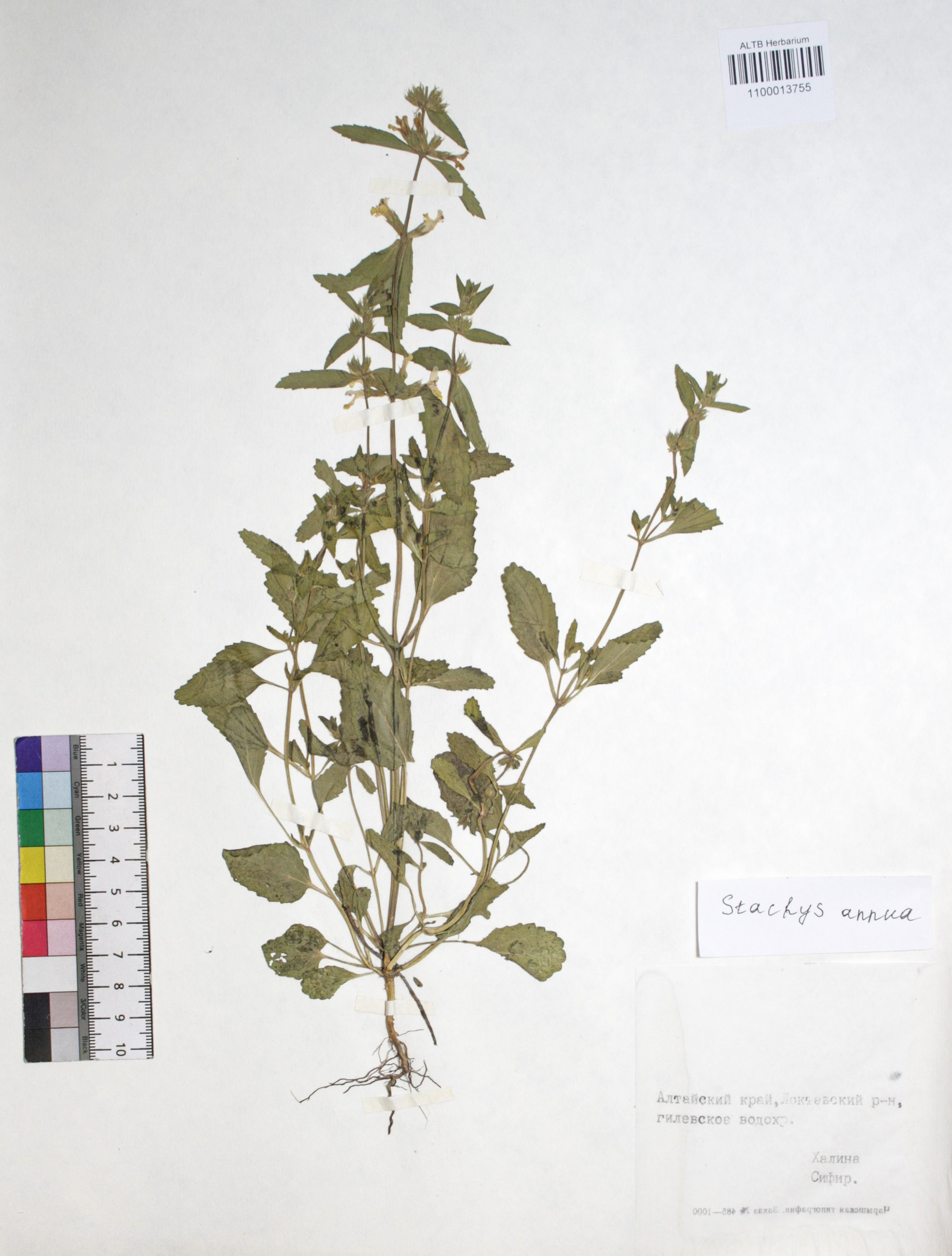Stachys annua (L.) L. 