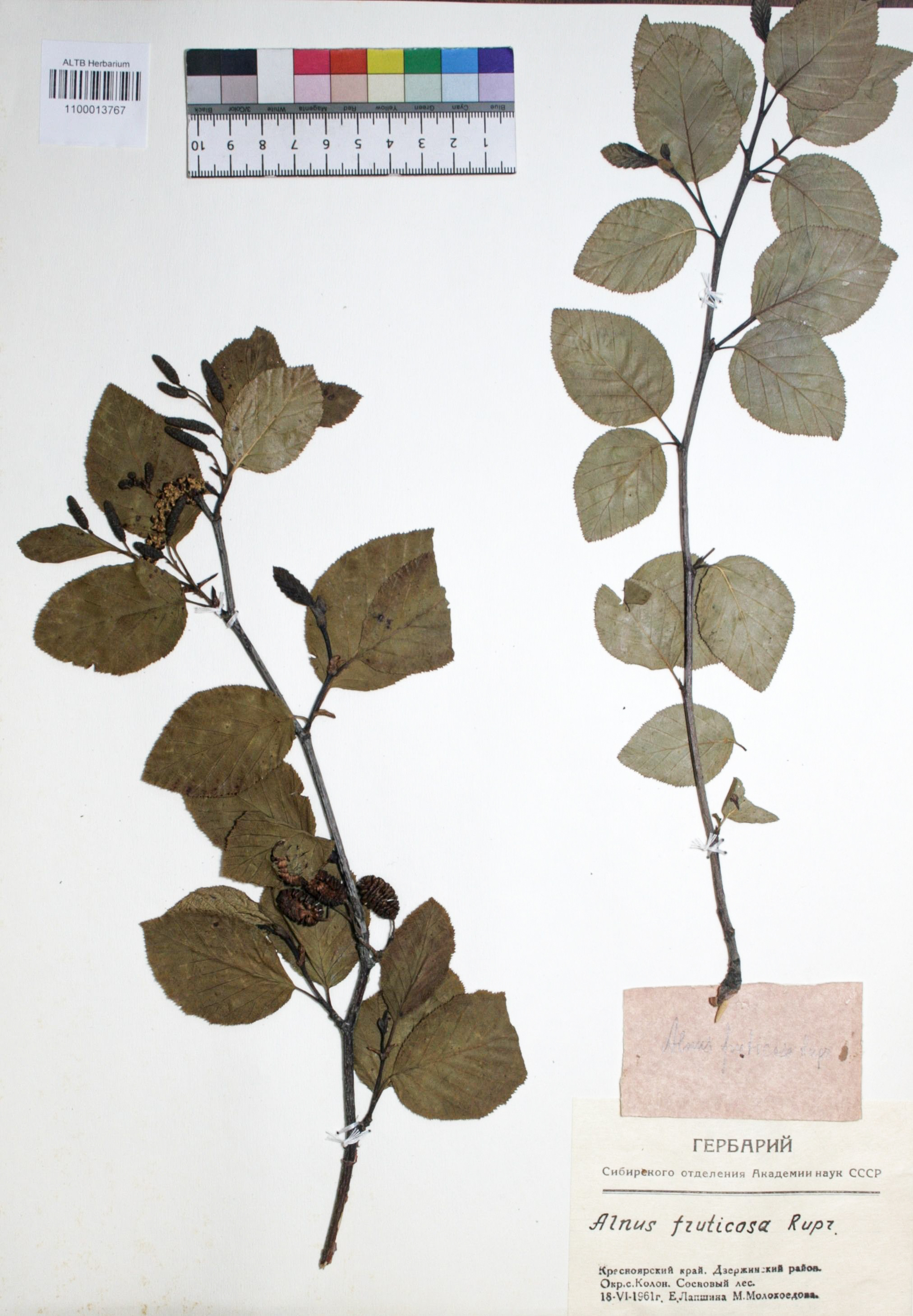 Alnus fruticosa Rupr.