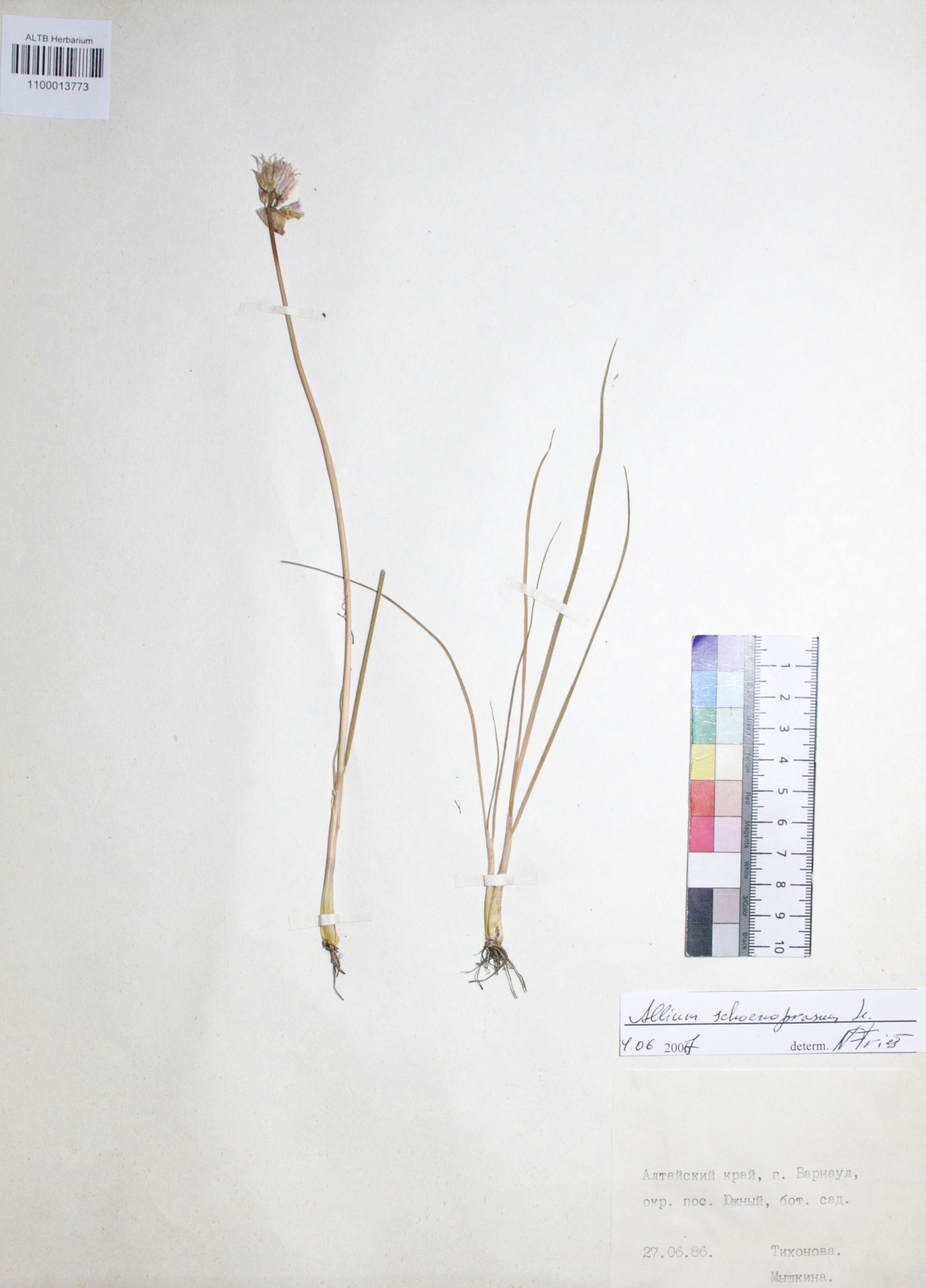 Allium schoenoprasum L.