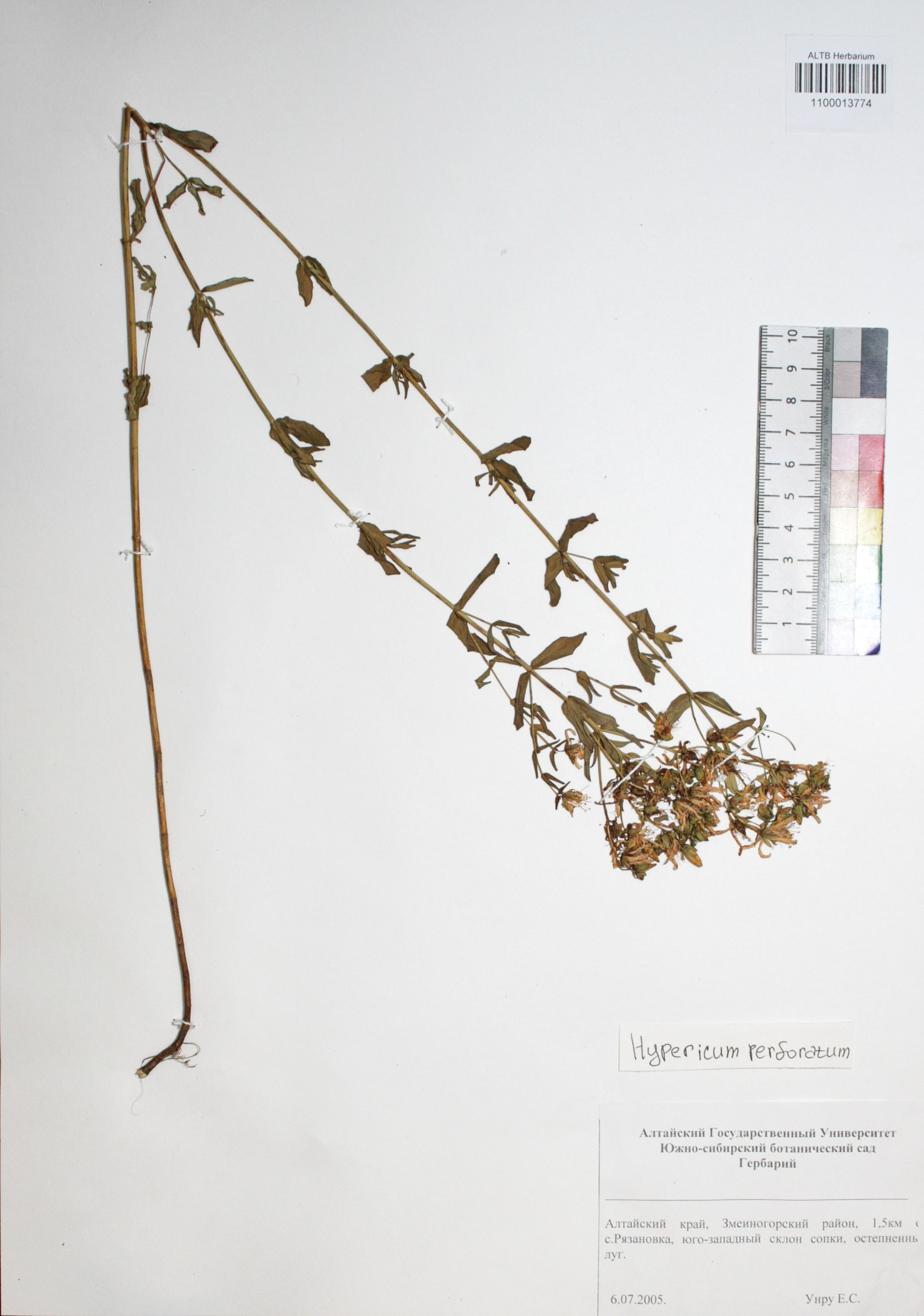 Hypericum perforatum L.