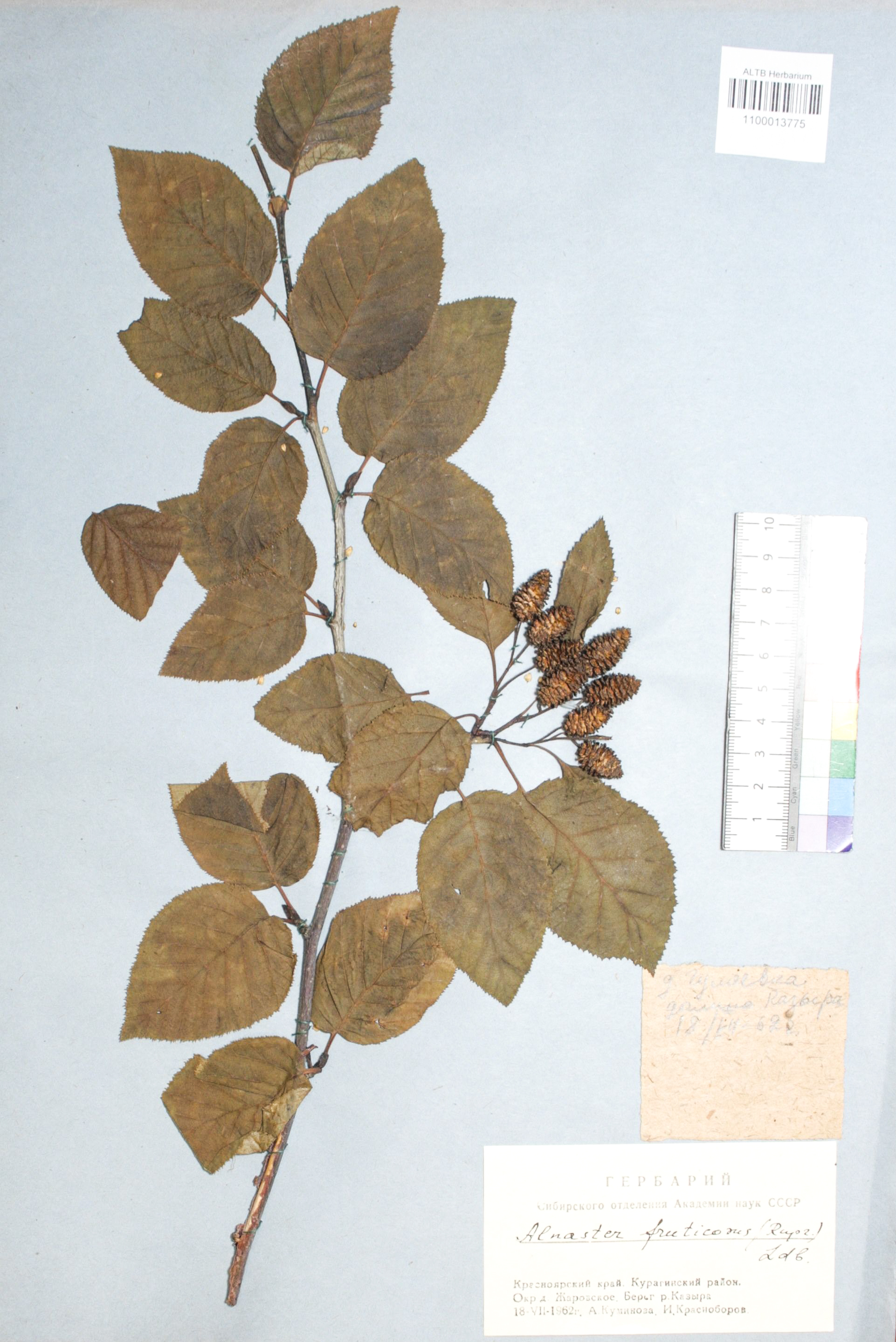 Betulaceae,Alnaster fruticosa (Rupr.) Sommier Betulaceae,Alnaster fruticosa (Rupr.) Sommier