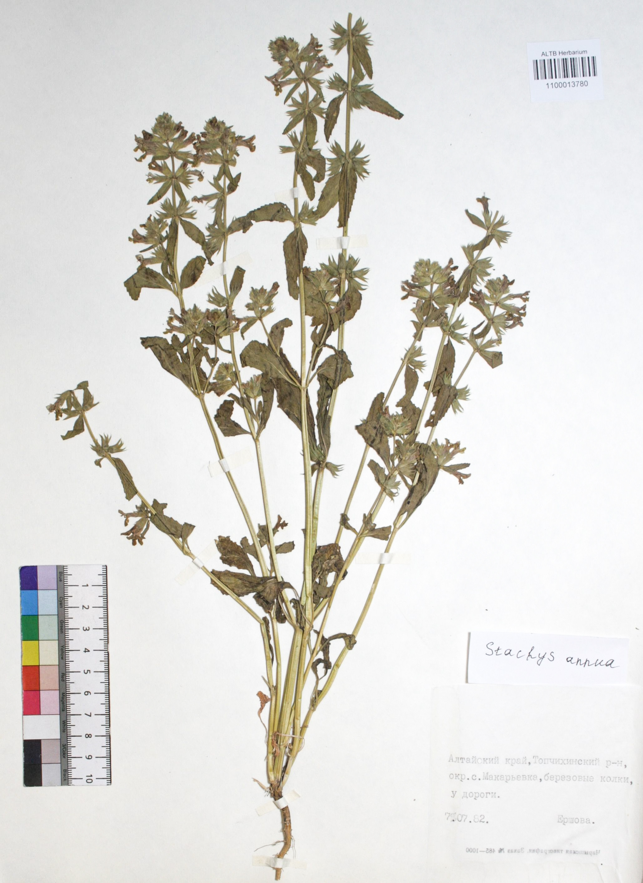 Stachys annua (L.) L. 