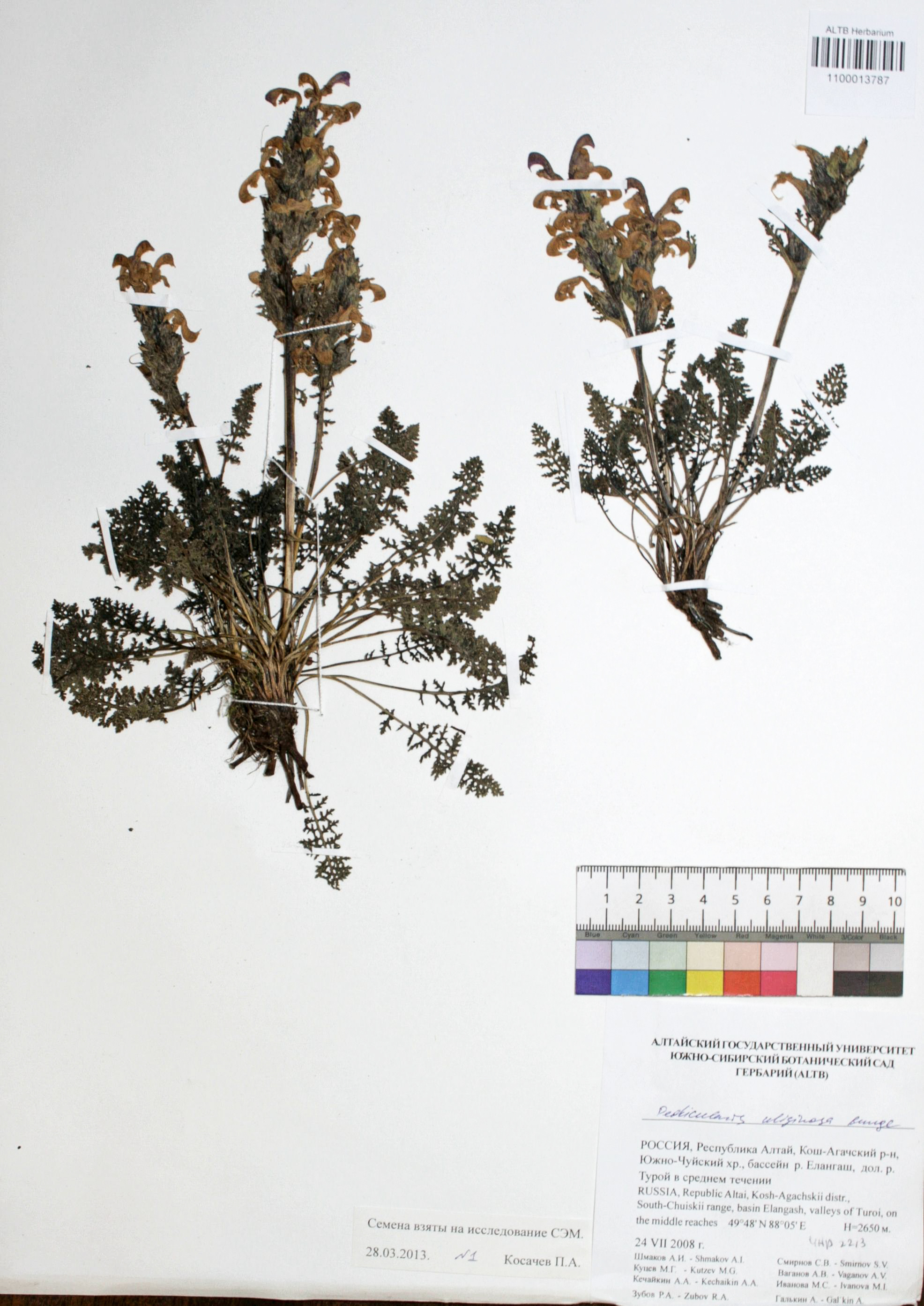 Pedicularis uliginosa Bunge