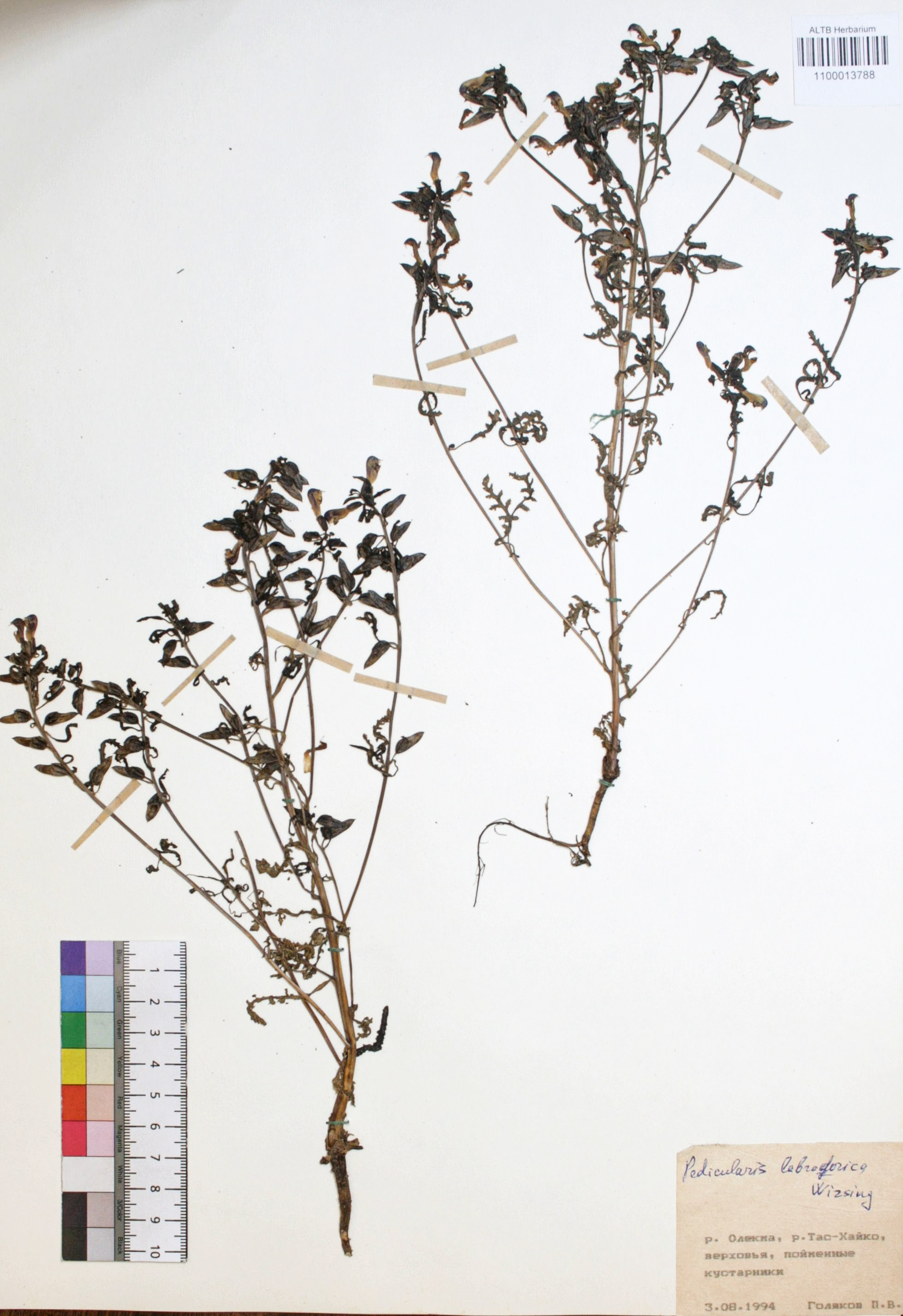 Pedicularis labradorica Wirsing