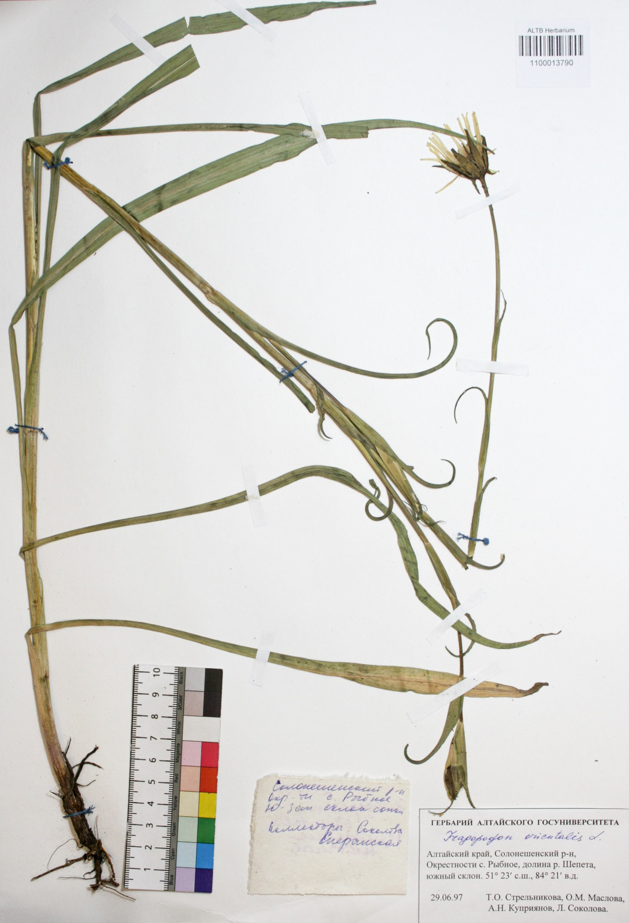 Tragopogon orientalis L.