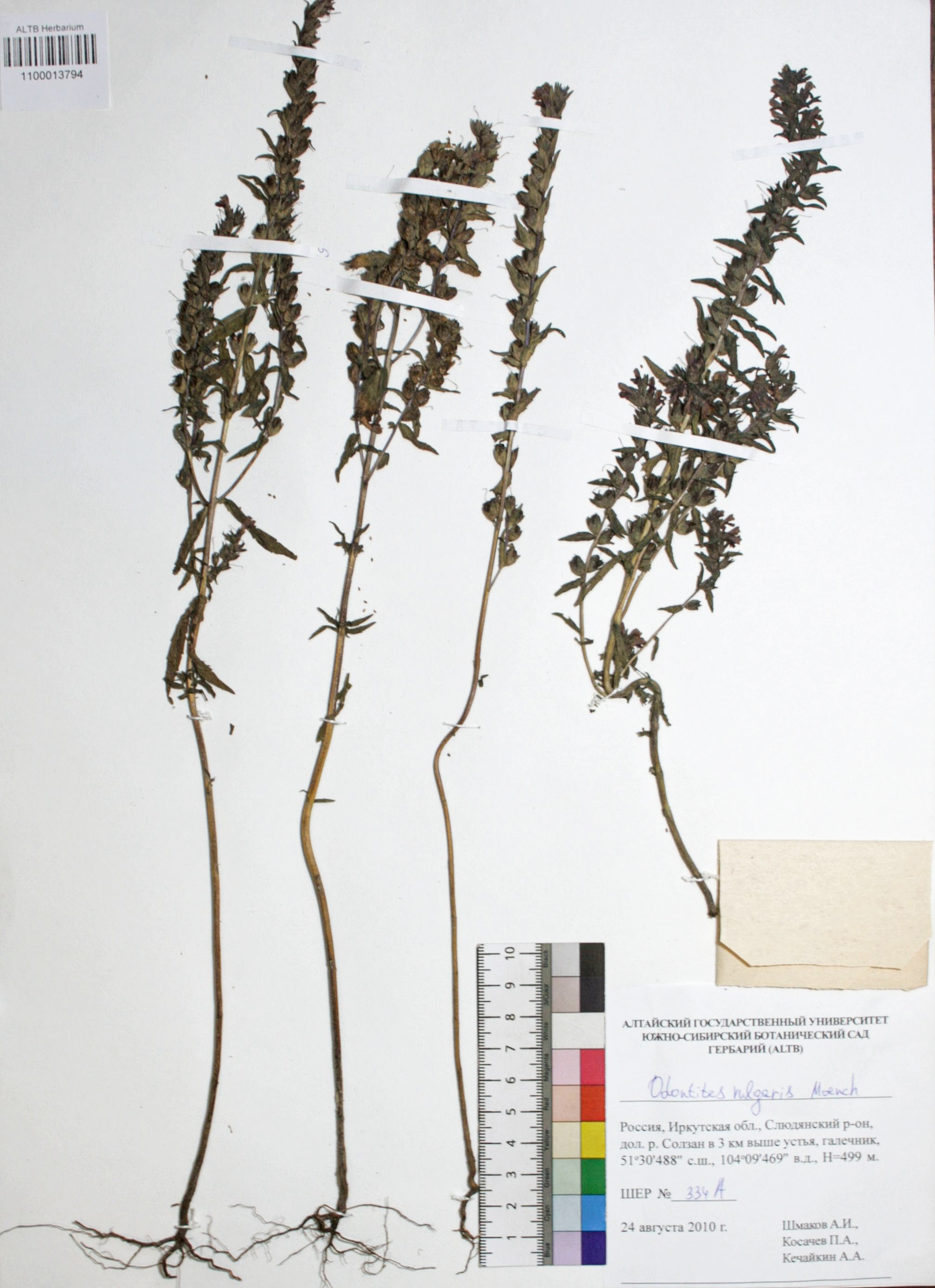 Odontites vulgaris Moench