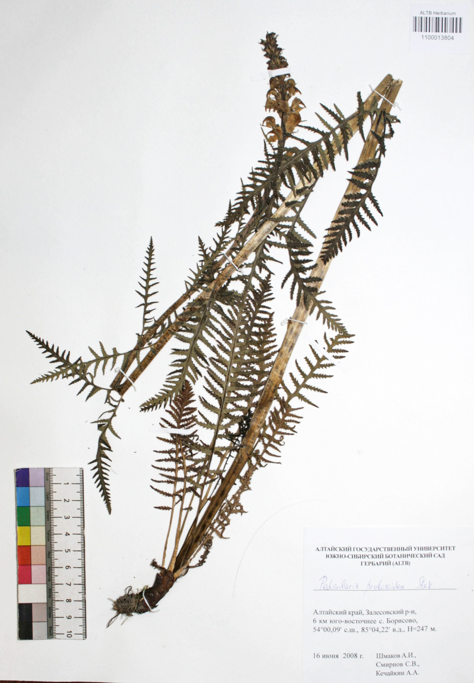 Pedicularis proboscidea Steven