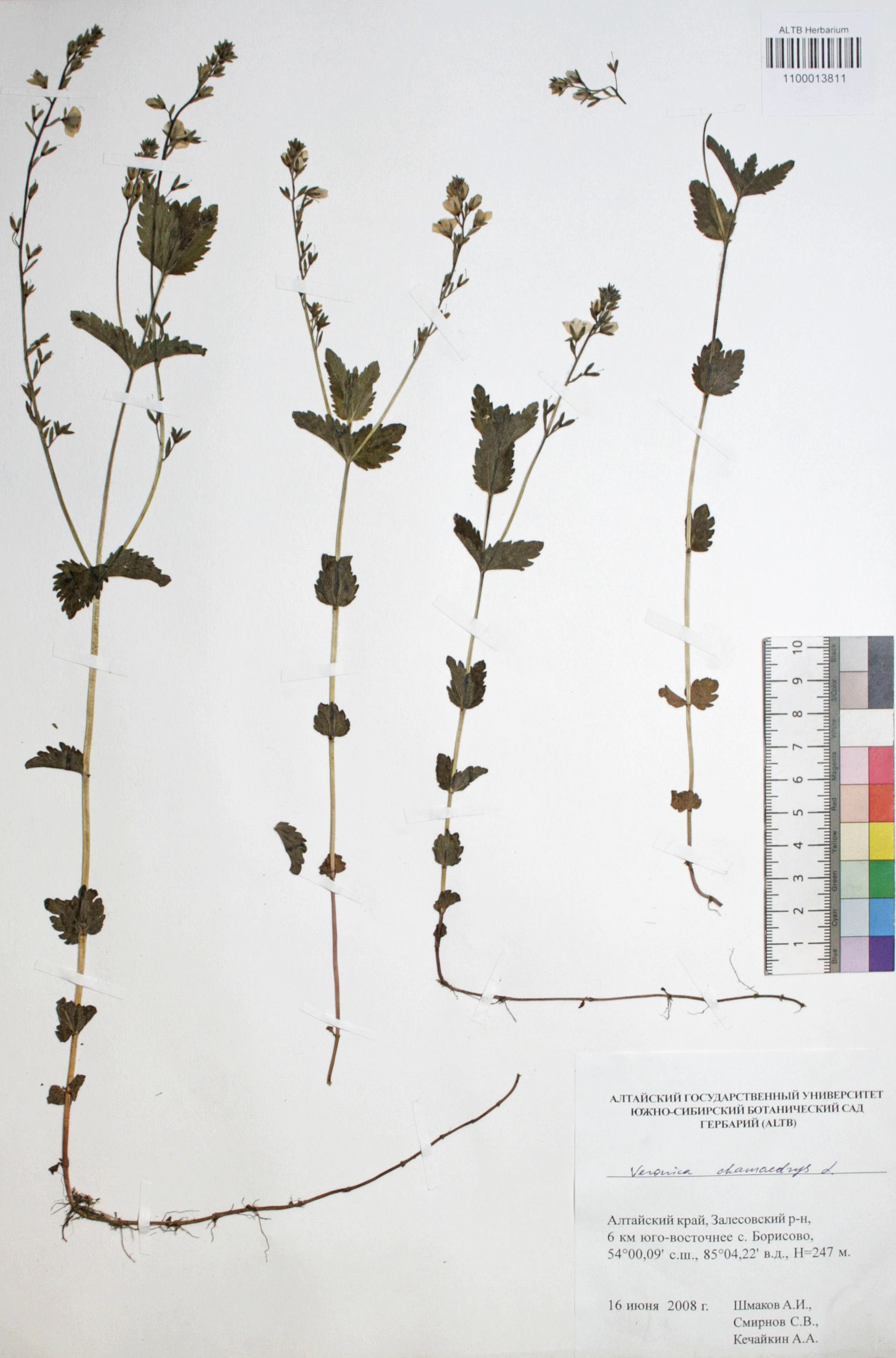 Veronica chamaedrys L.