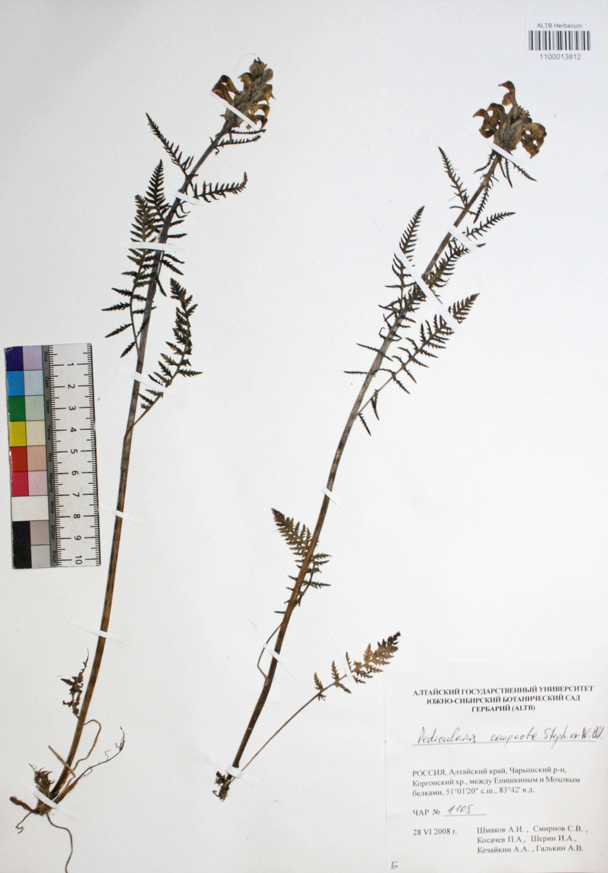 Pedicularis compacta Stephan